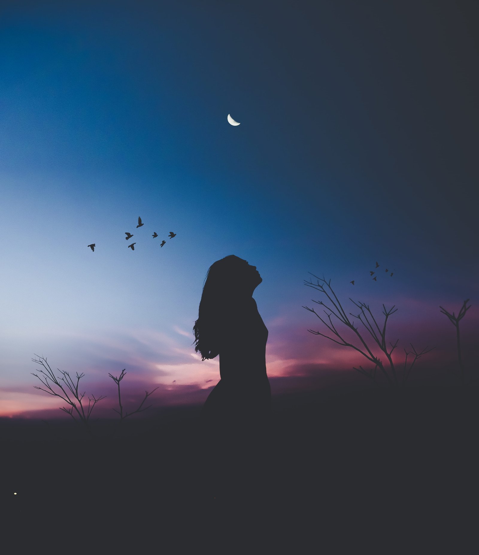 dawn nature sky sunset afterglow avian backlit birds branches 2k
