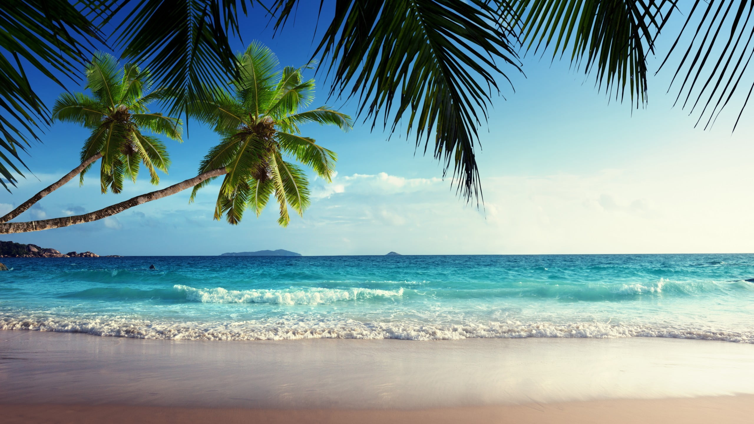 green coconut tree beach sand tropical island palm trees 2k