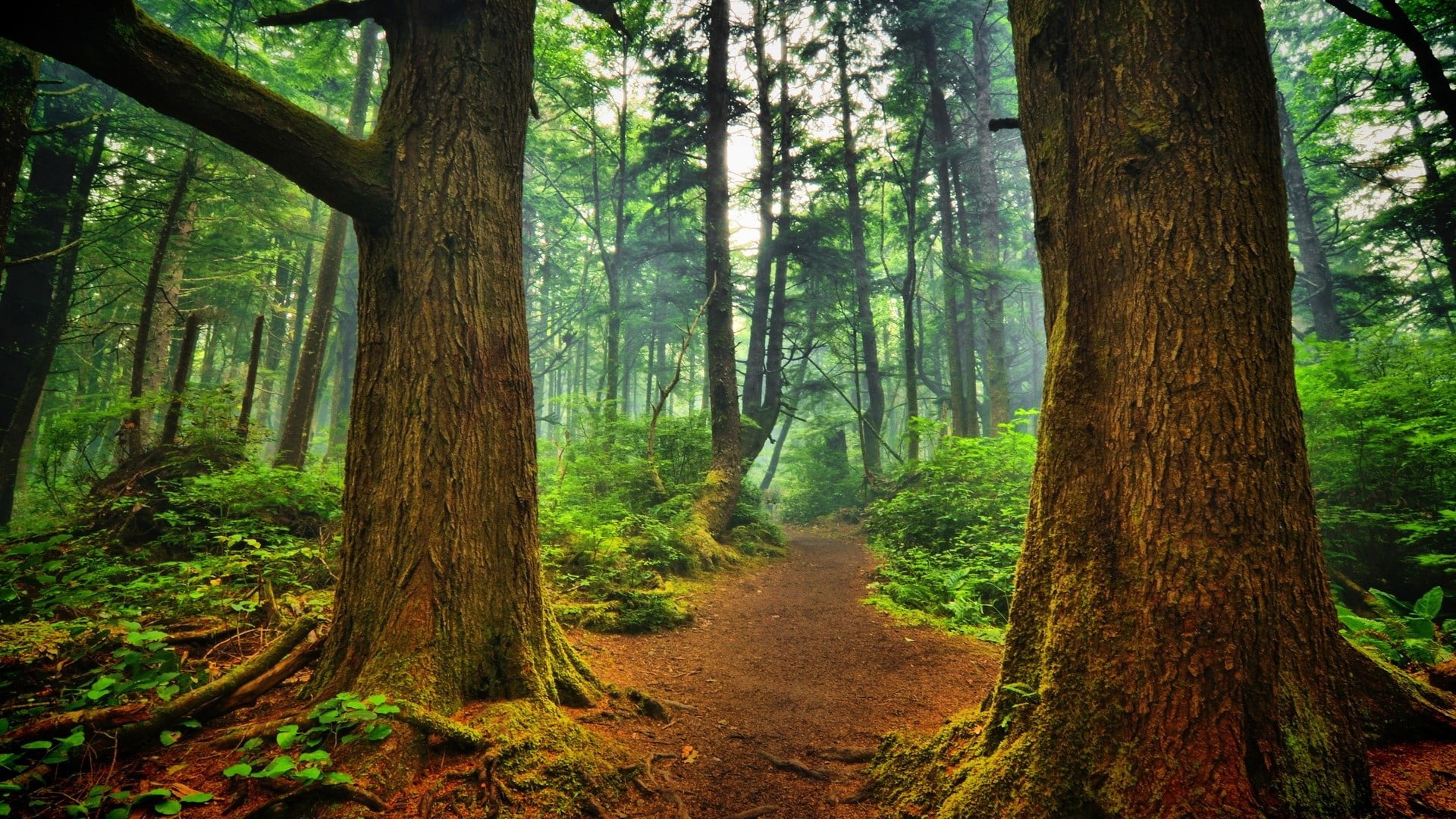 green leafed trees dirt road in between during daytime 2k