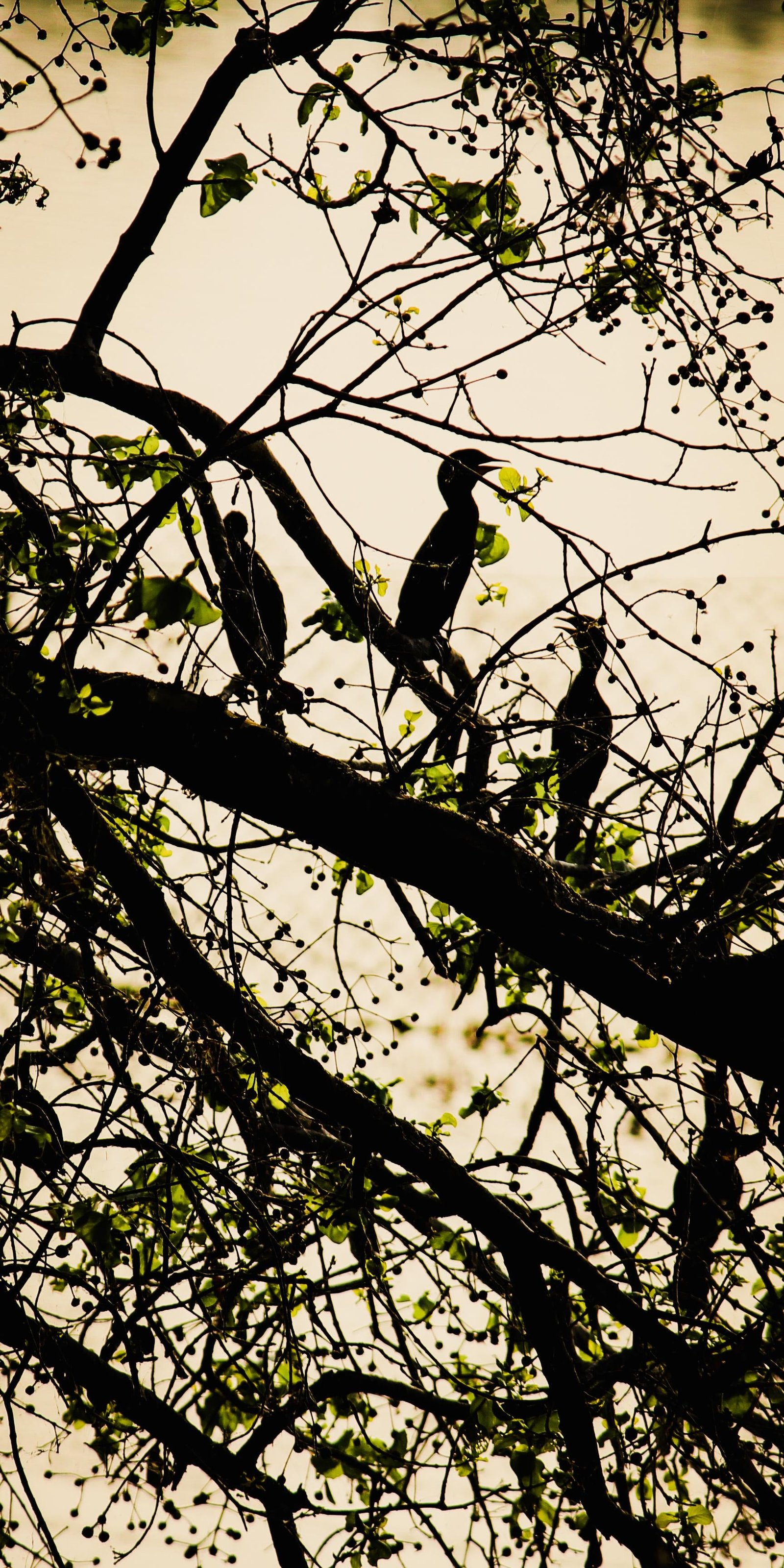 Bunch of birds