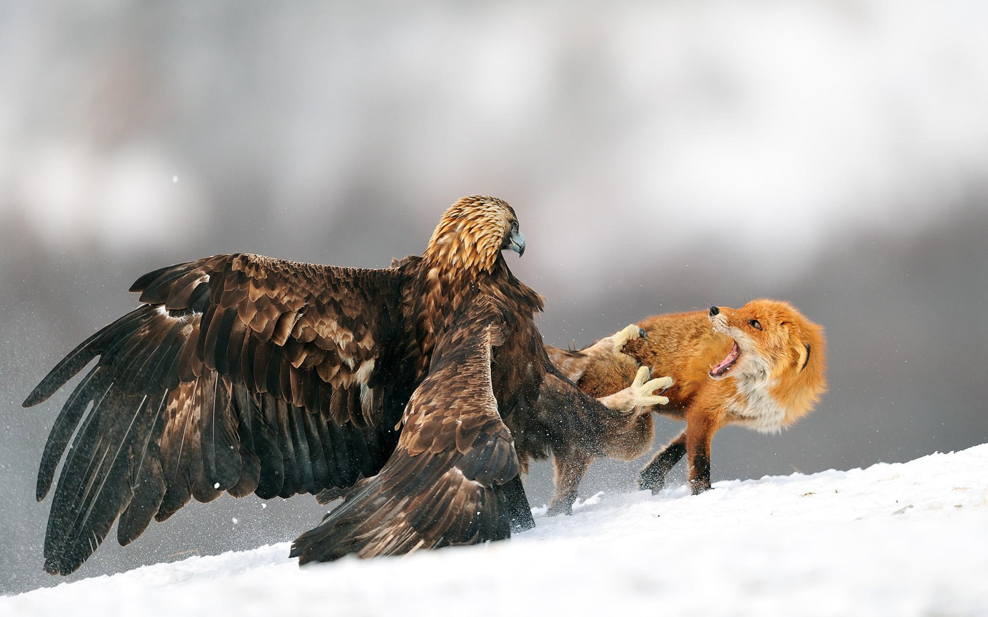 brown fox nature eagle snow fighting golden eagles cold temperature 2k