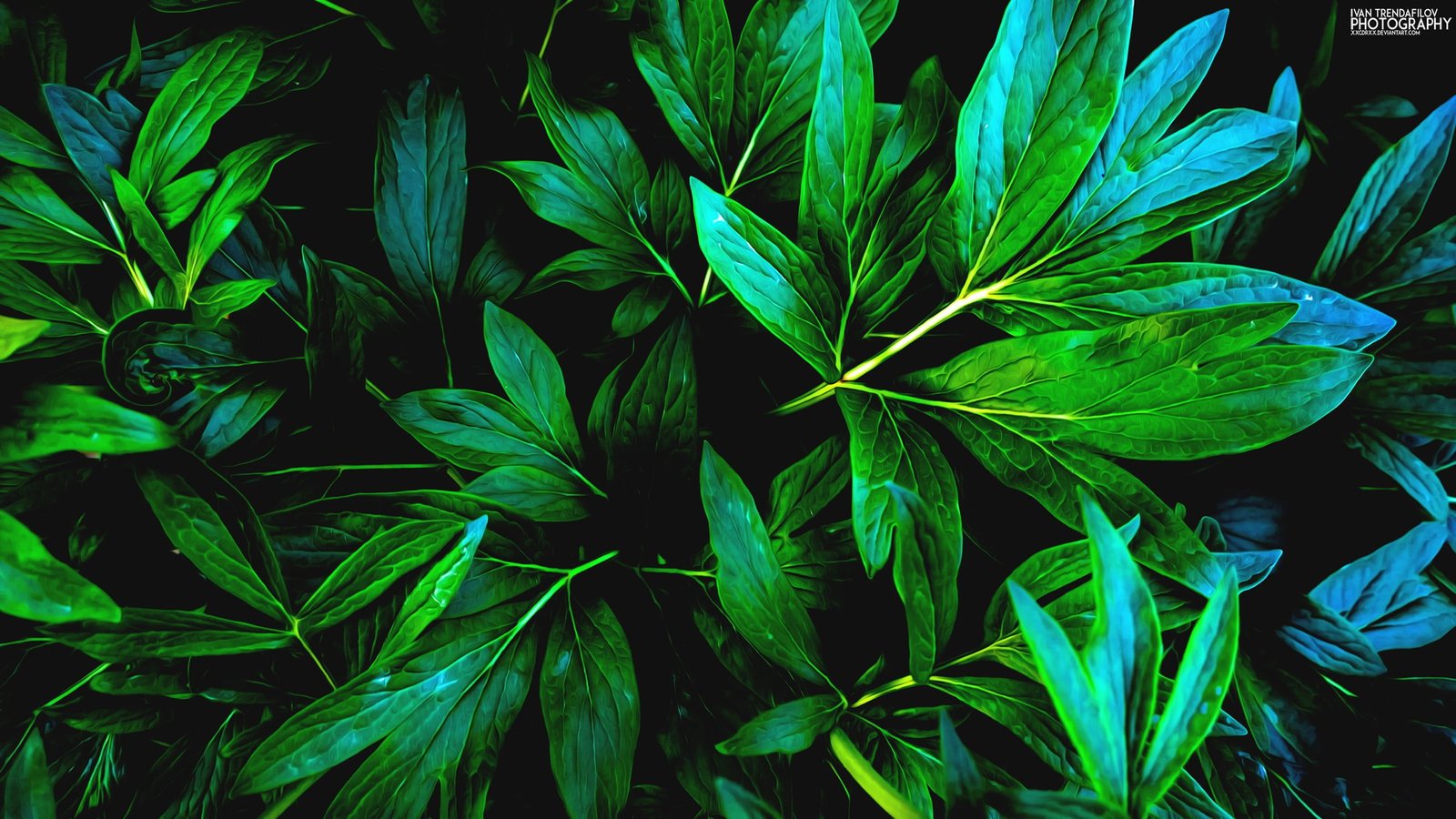 green leaf plant nature leaves shadow plants part 2k