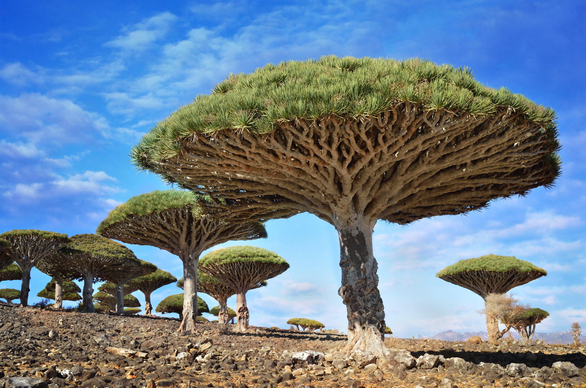 nature trees rock Dragon Blood Tree Socotra Yemen sky 2k