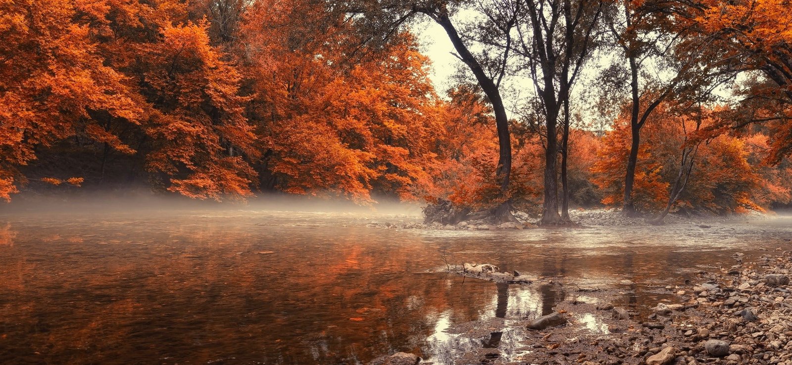 orange leafed tree trees near body of water under white sky during daytime photogrpahy 2k
