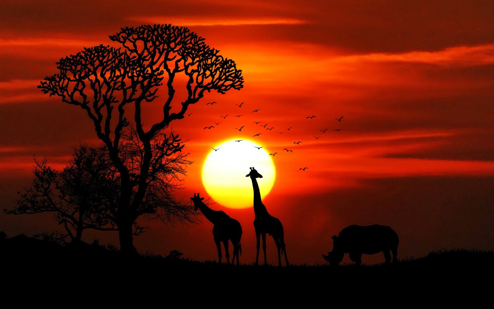 sunset animals HD wallppaers 2k
