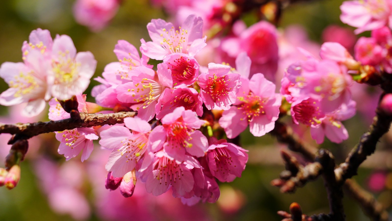 close up photo of pink cherry blossom yangmingshan 2k