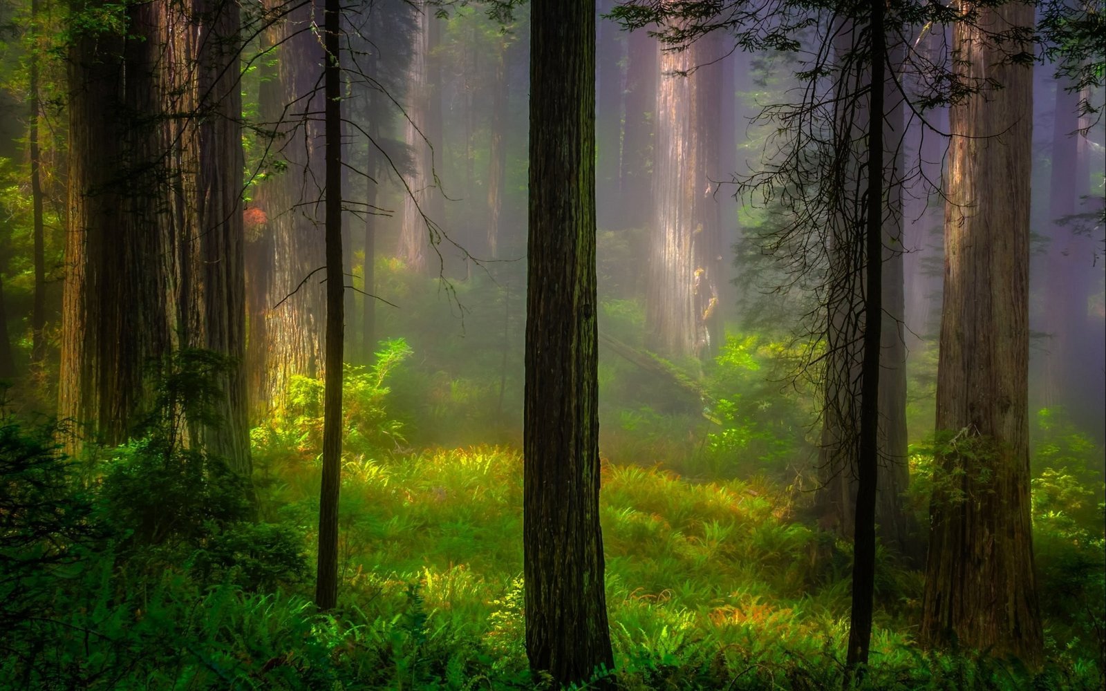 forest wallpaper and trees during mist nature wood 2k
