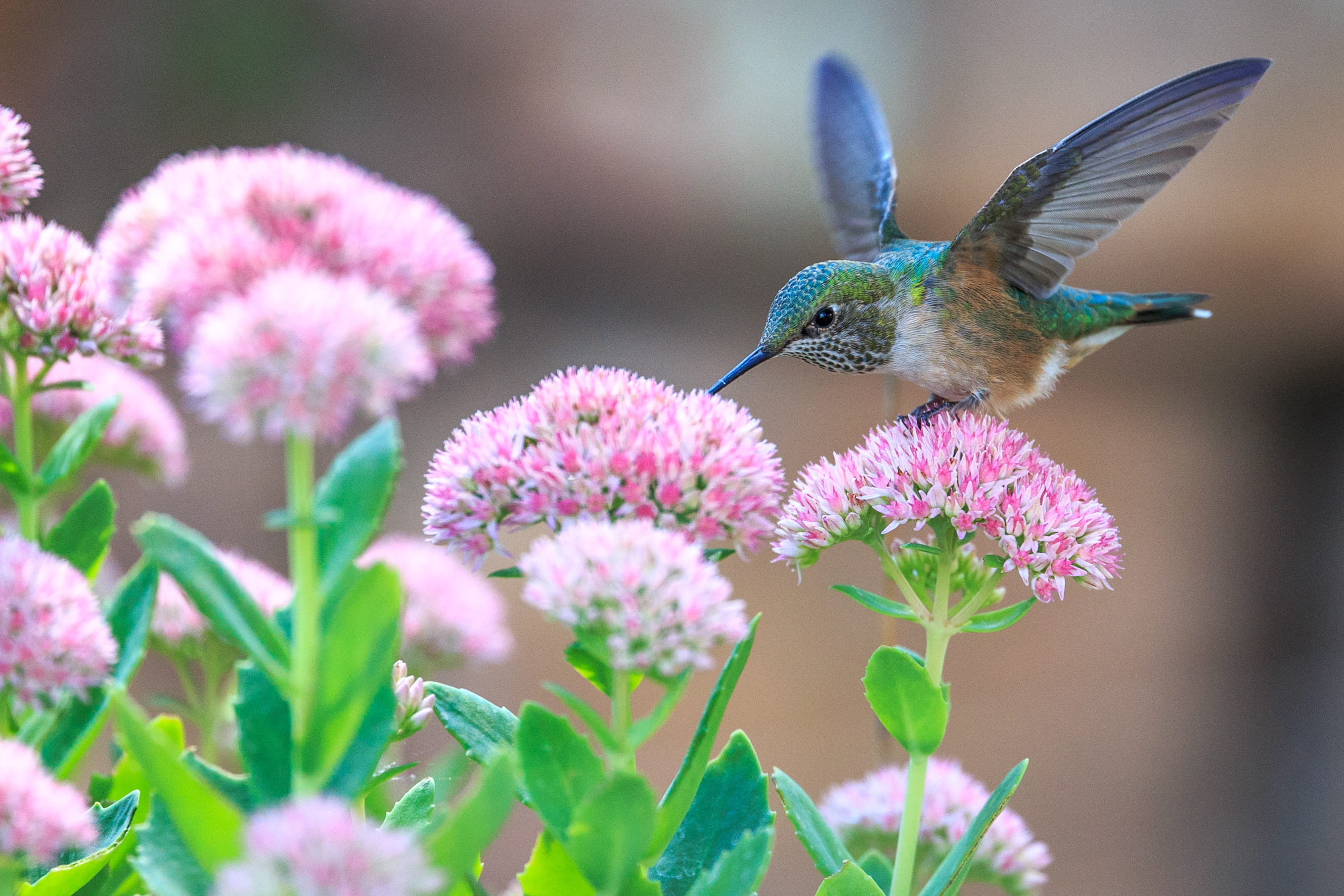 hummingbird perched on pink flower focus photography of green petaled 2k