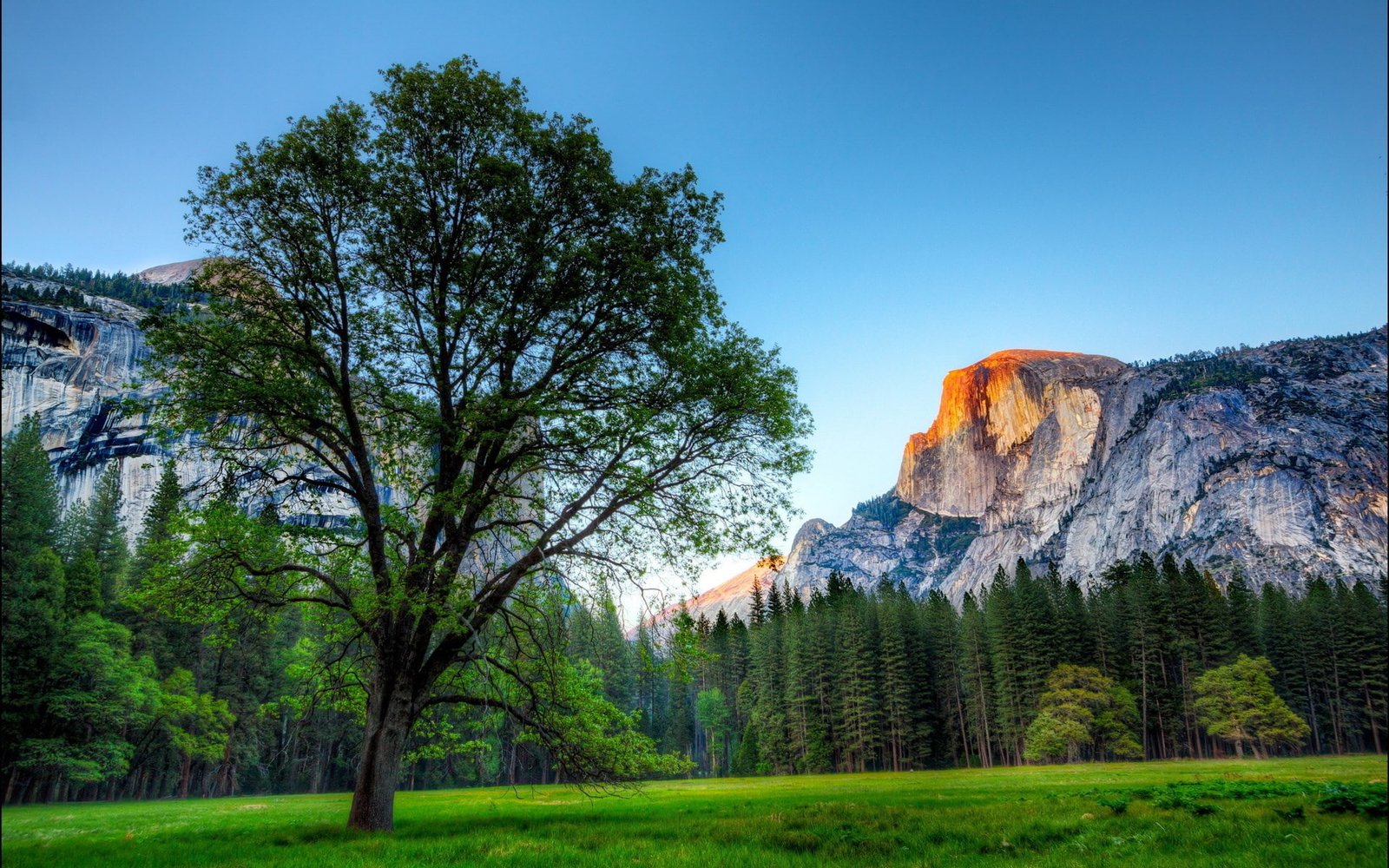 laptop backgrounds nature images plant tree sky 2k