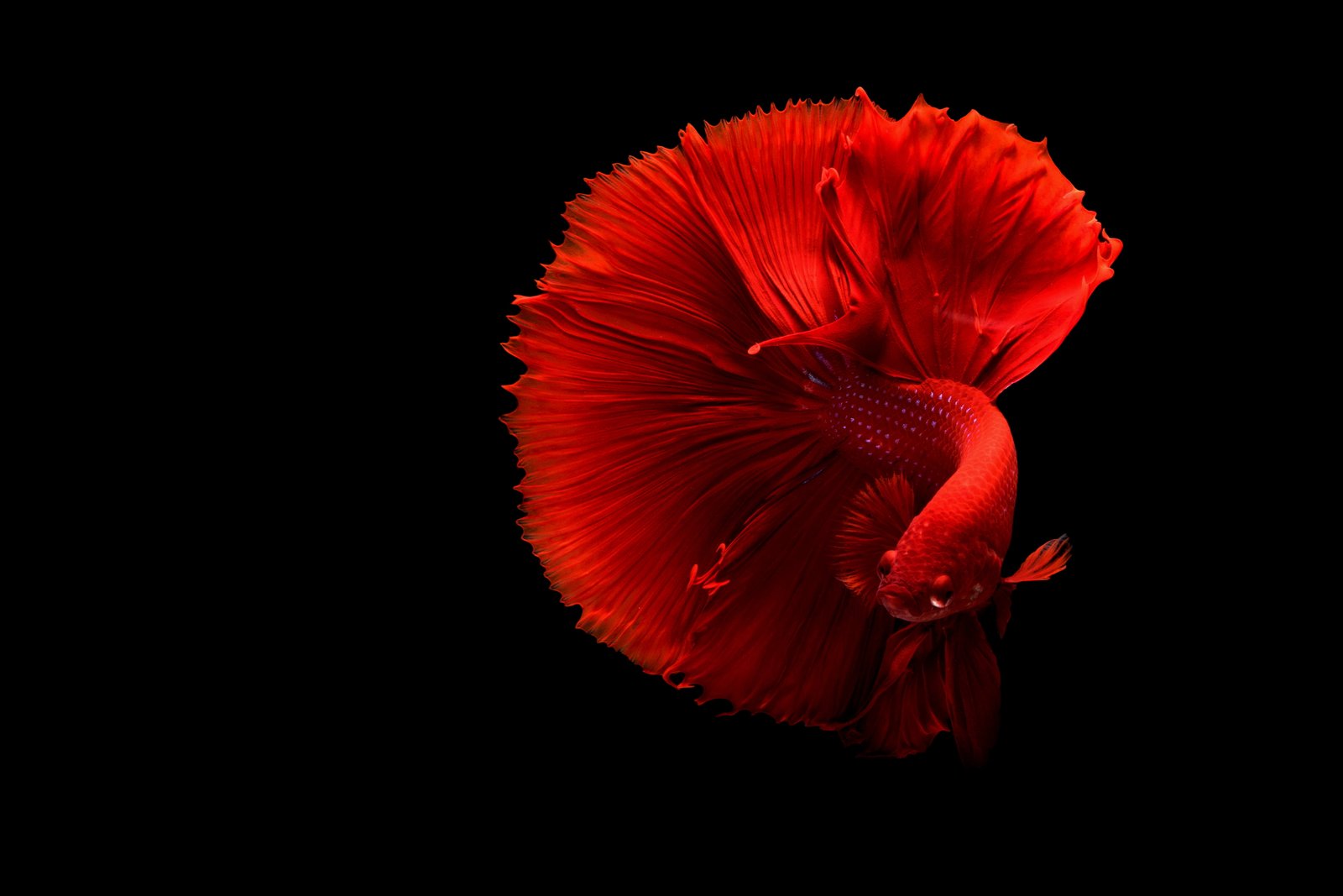 red betta fish underwater aquarium black background studio shot 2k 4k 5k