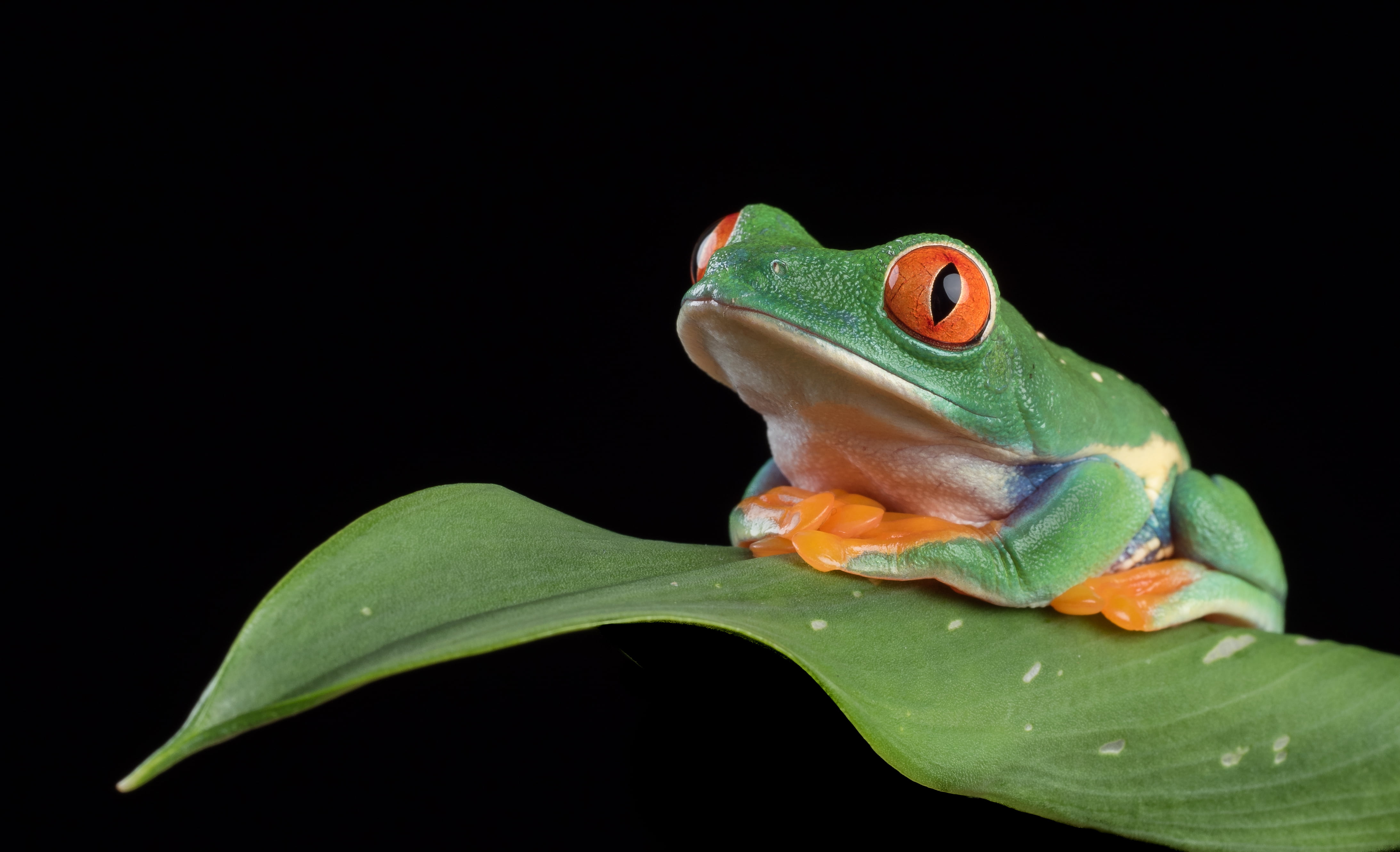 red eyed frog on leaf leafy resting place Olympus captive 2k 4k