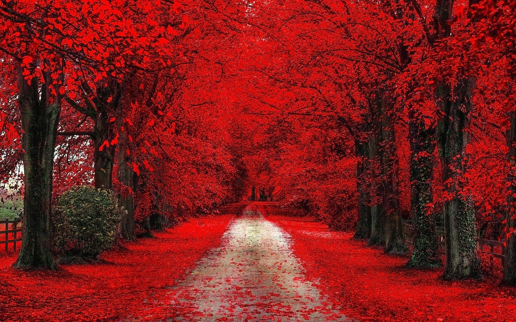 red trees cherry blossom path dirt road fall leaves 2k