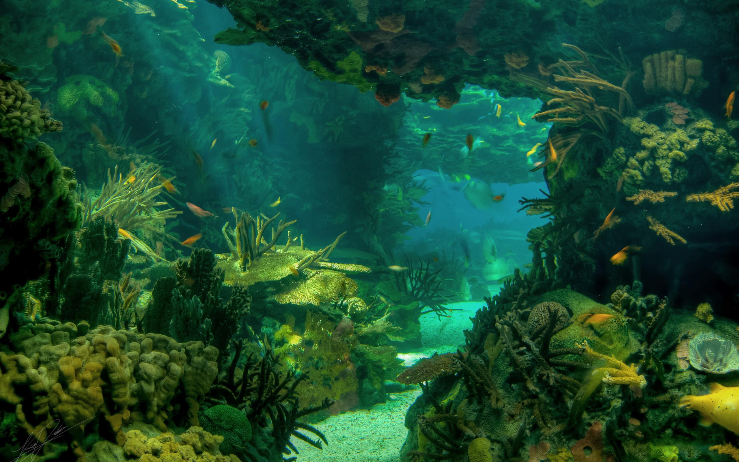 Sea Seabed Landscape Underwater Ocean Fish Photo Download fishes 2k