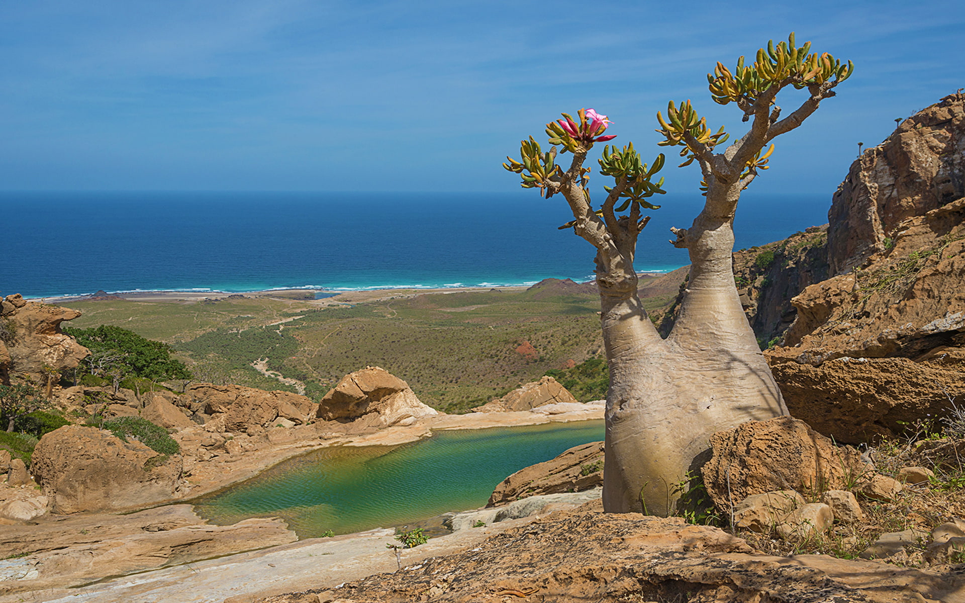 Socotra Magical Island Unusual Flora And Fauna Blooming Tree With Shape Wonders Of Nature Yemen Arabian Sea Hd Desktop Wallpaper 2k