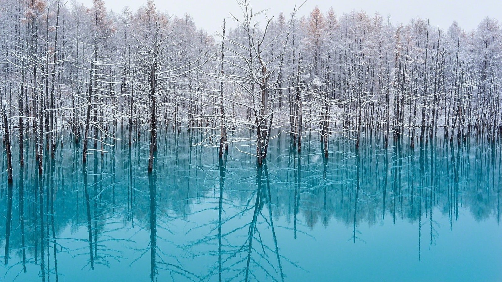 white trees lake nature turquoise water snow reflection 2k