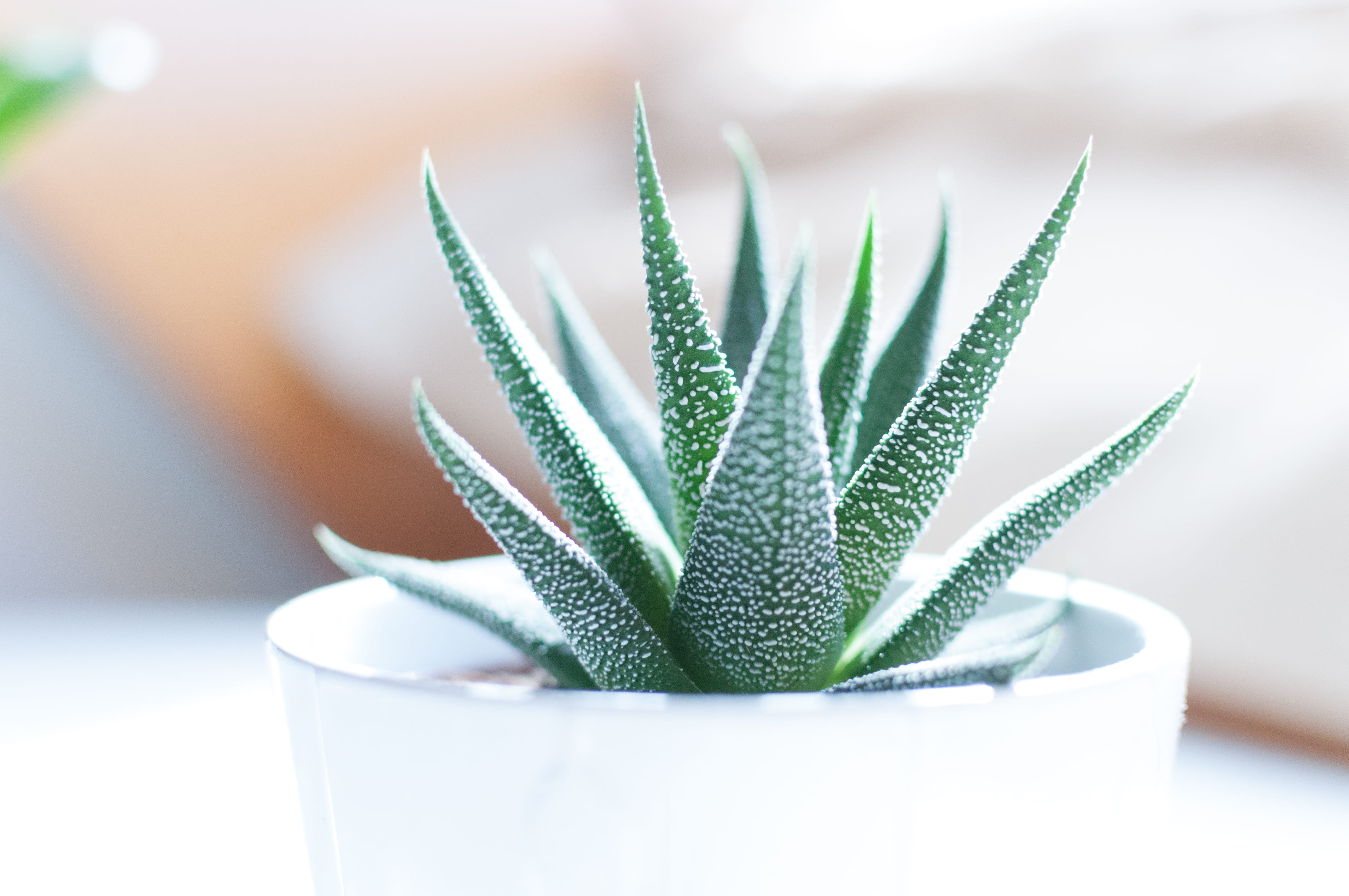 Aloe vera plant inside white pot green on ceramic 2k 4k