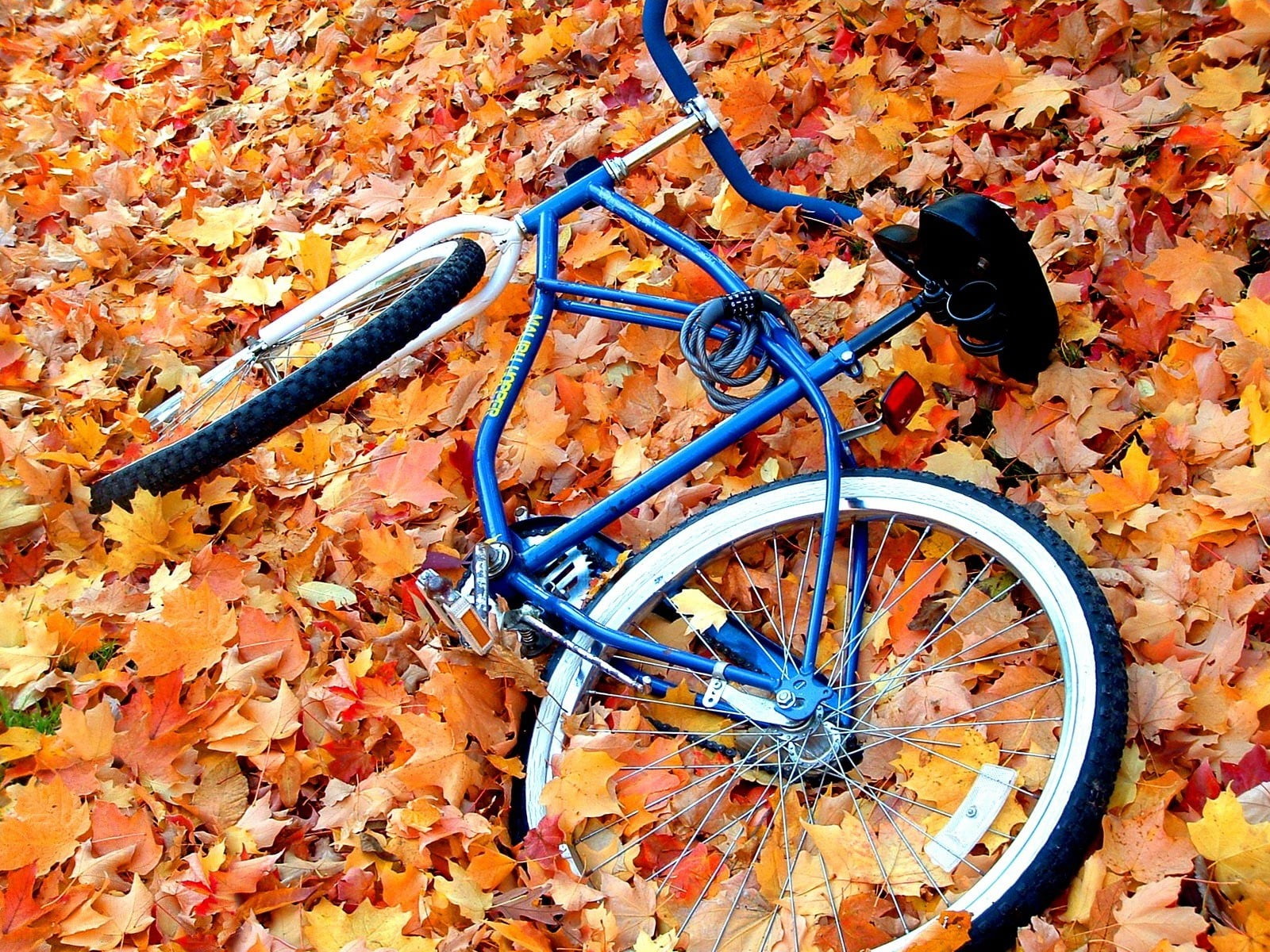 blue beach cruiser bike bicycle leaves autumn wheel outdoors 2k