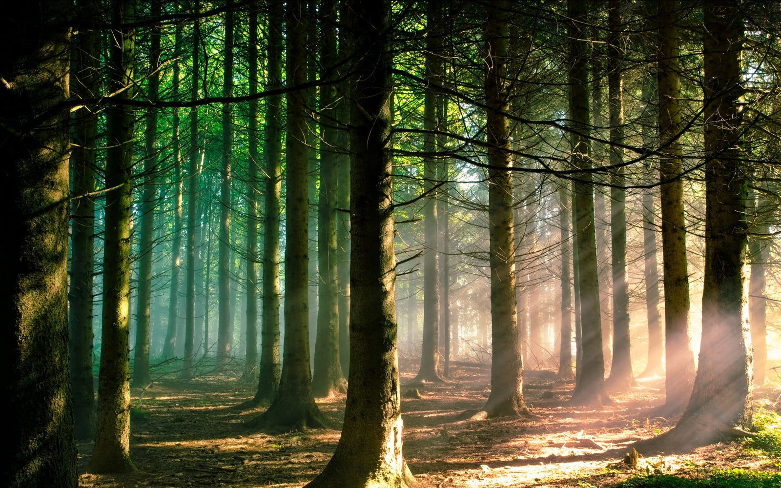 brown tree nature trees forest branch sun rays landscape 2k
