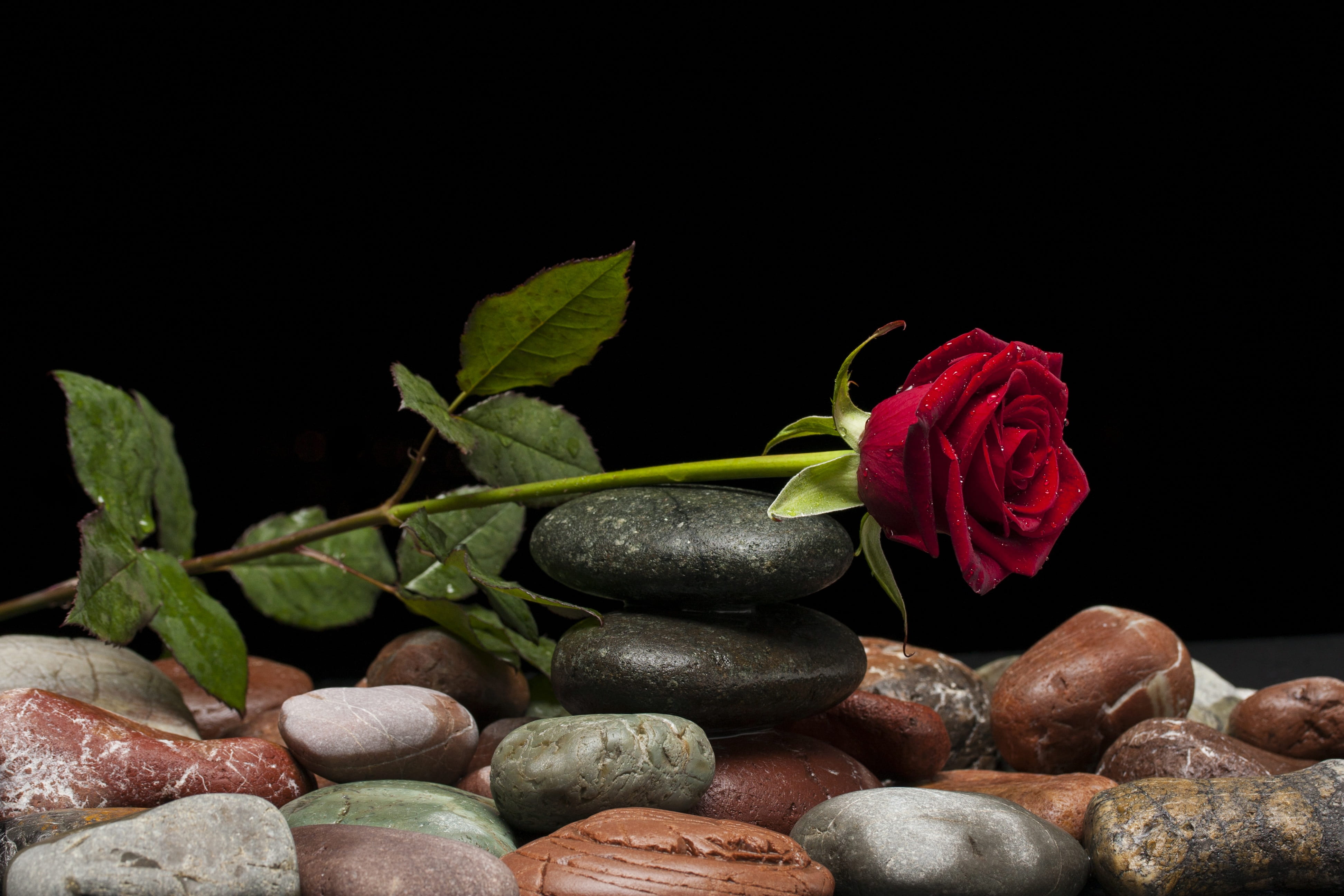 close up photo of red rose in black balance stone love flower 2k 4k