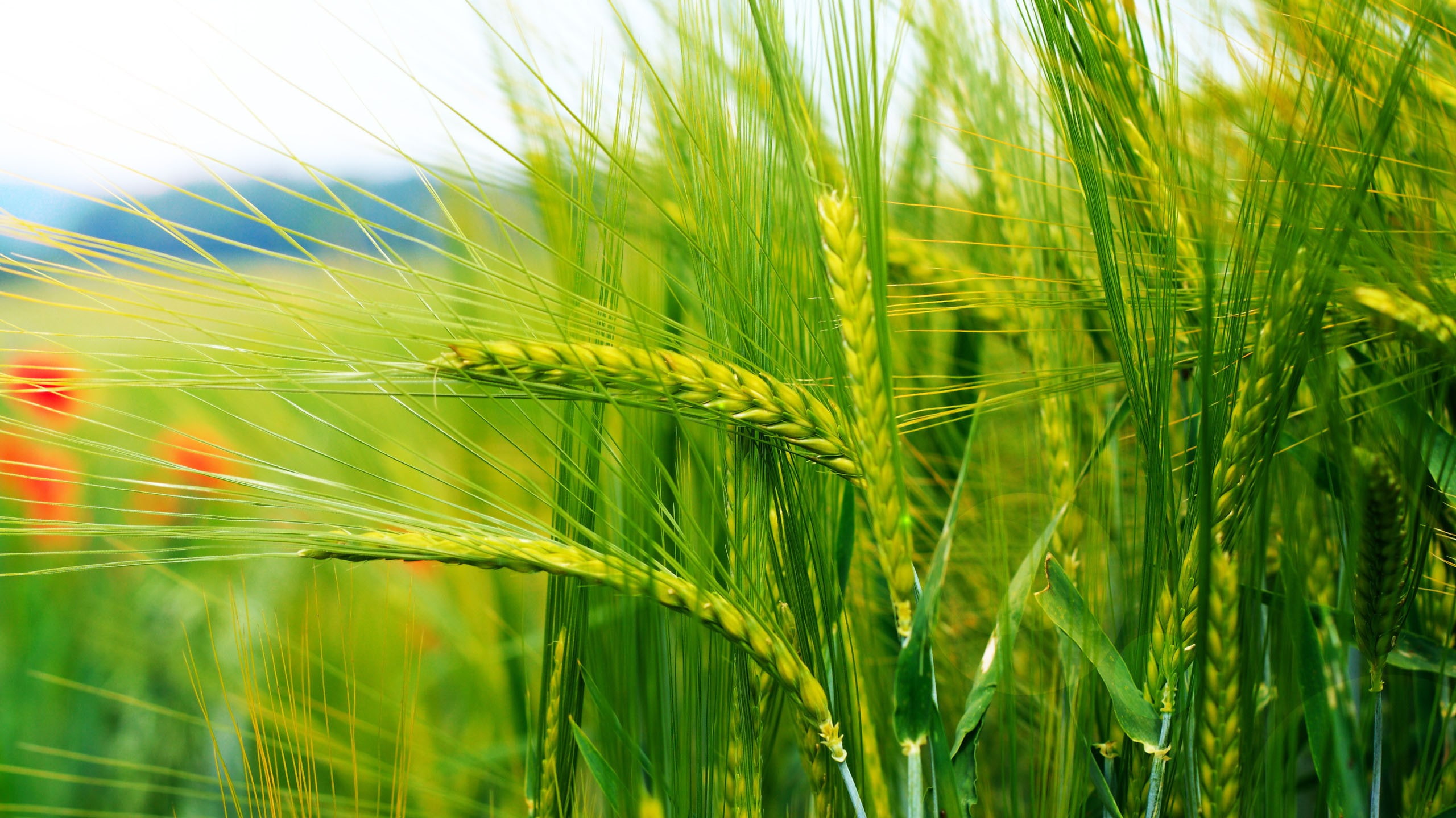 grain wheat nature spikelets outdoors agriculture crop 2k
