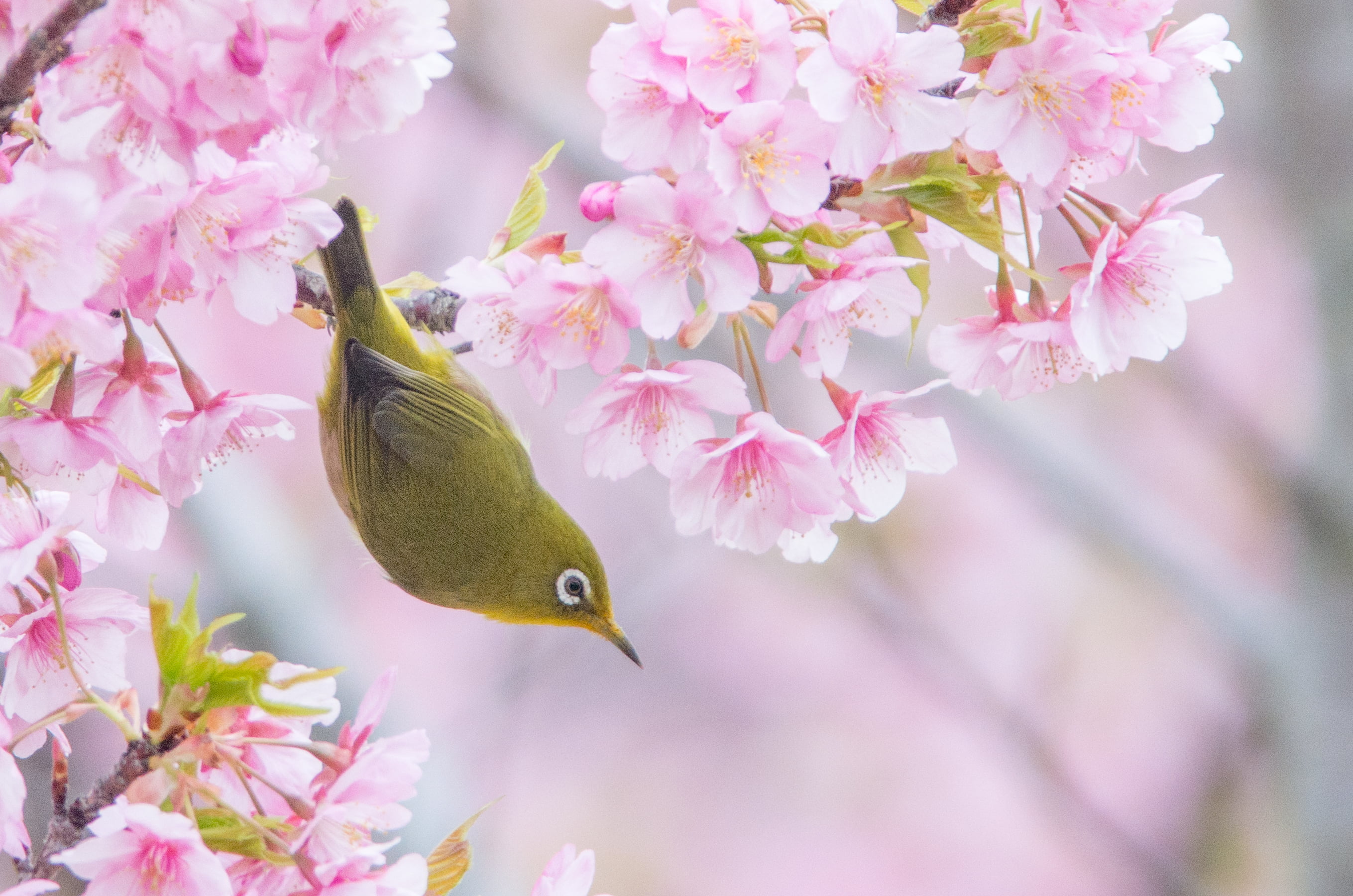 green bird on blossom tree PENTAX K 30 BORG AF Adapter 2k