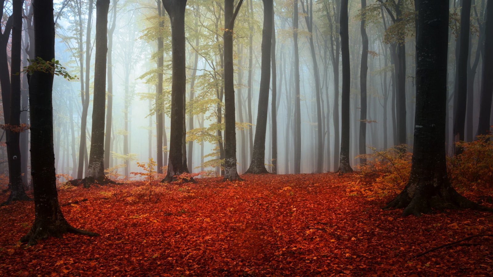 green leafed trees nature forest branch leaves wood mist 2k