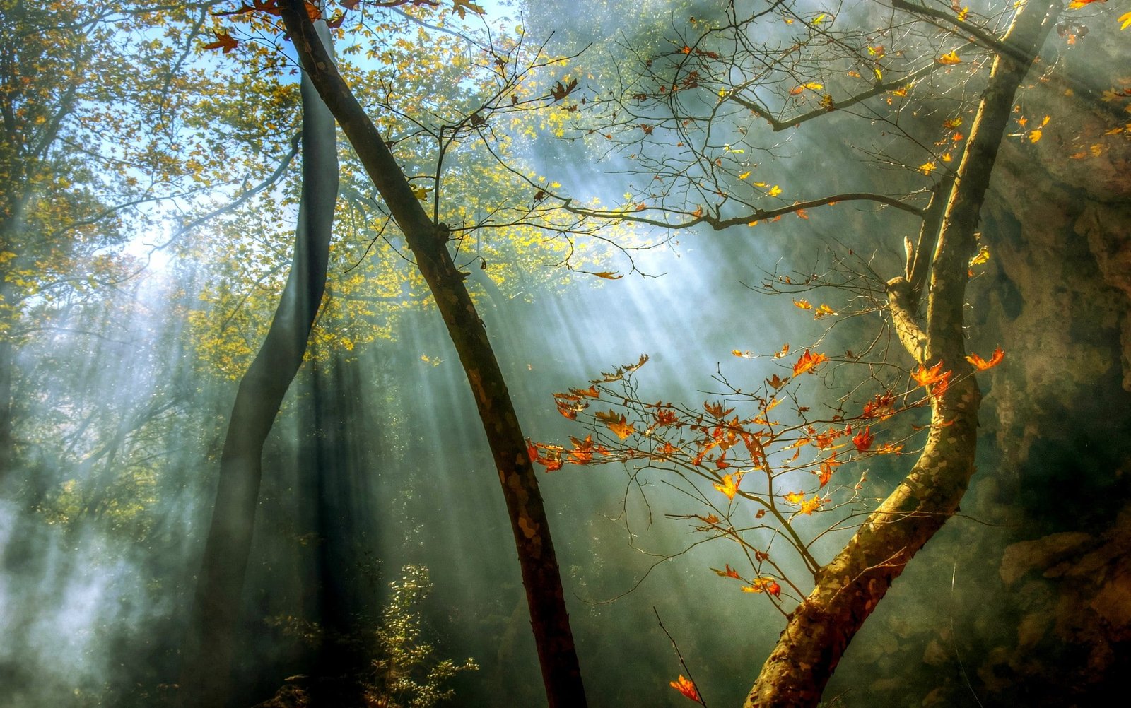 nature landscape forest fall mist sun rays trees leaves 2k