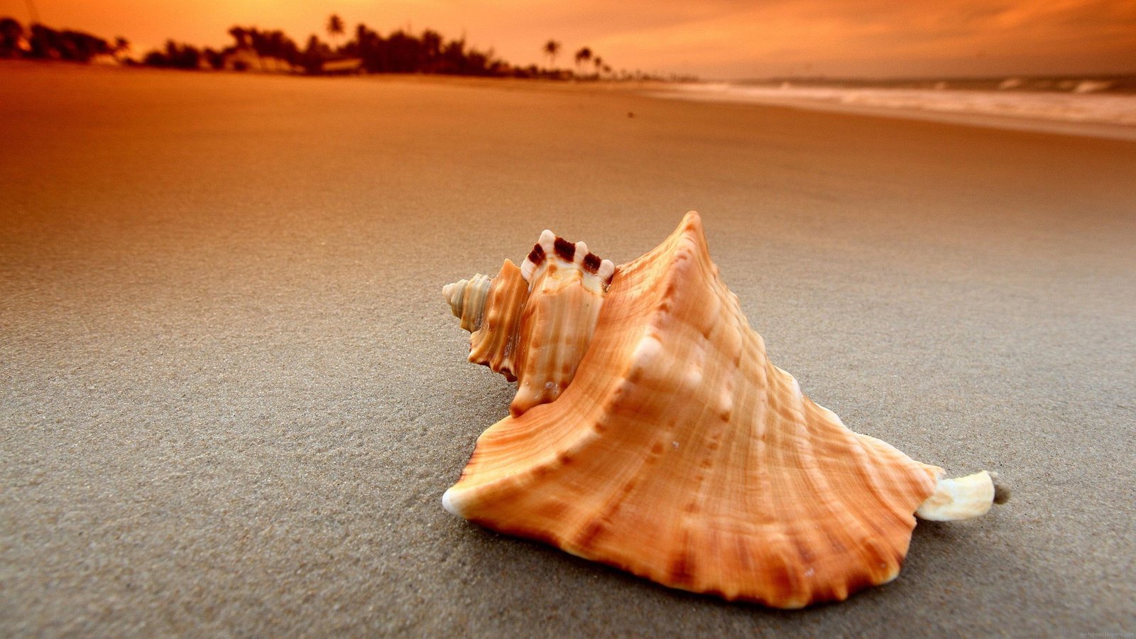 Seashell on the beach brown sea shell nature sand 2k