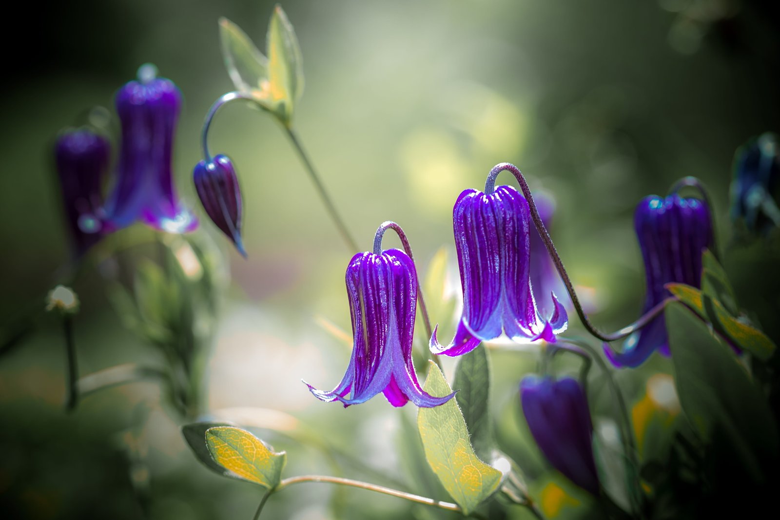 selective focus of purple bluebell flowers nature flora garden 2k 4k 5k