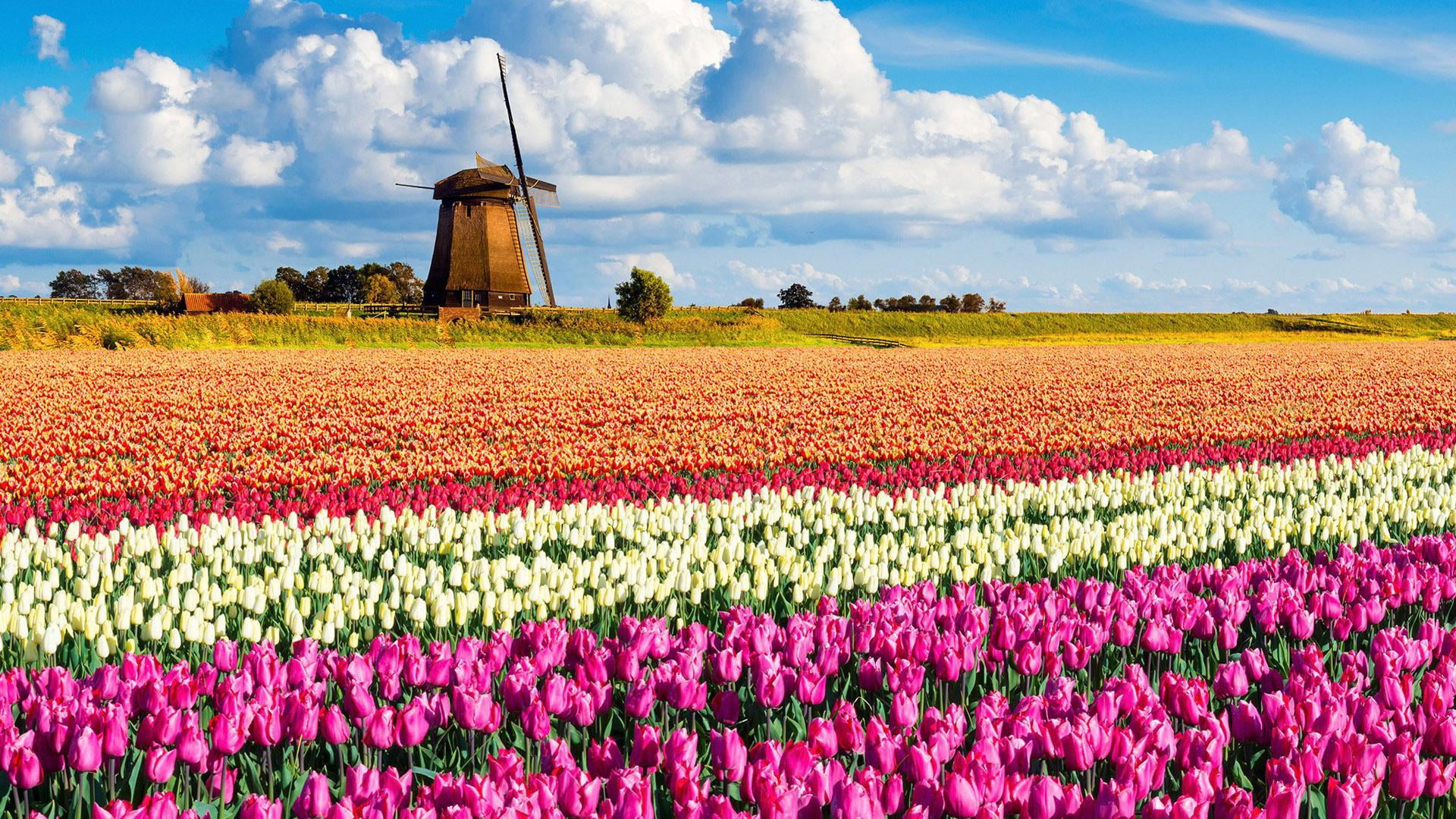 tulip flower field brown windmill surrounded of flowers landscape 2k