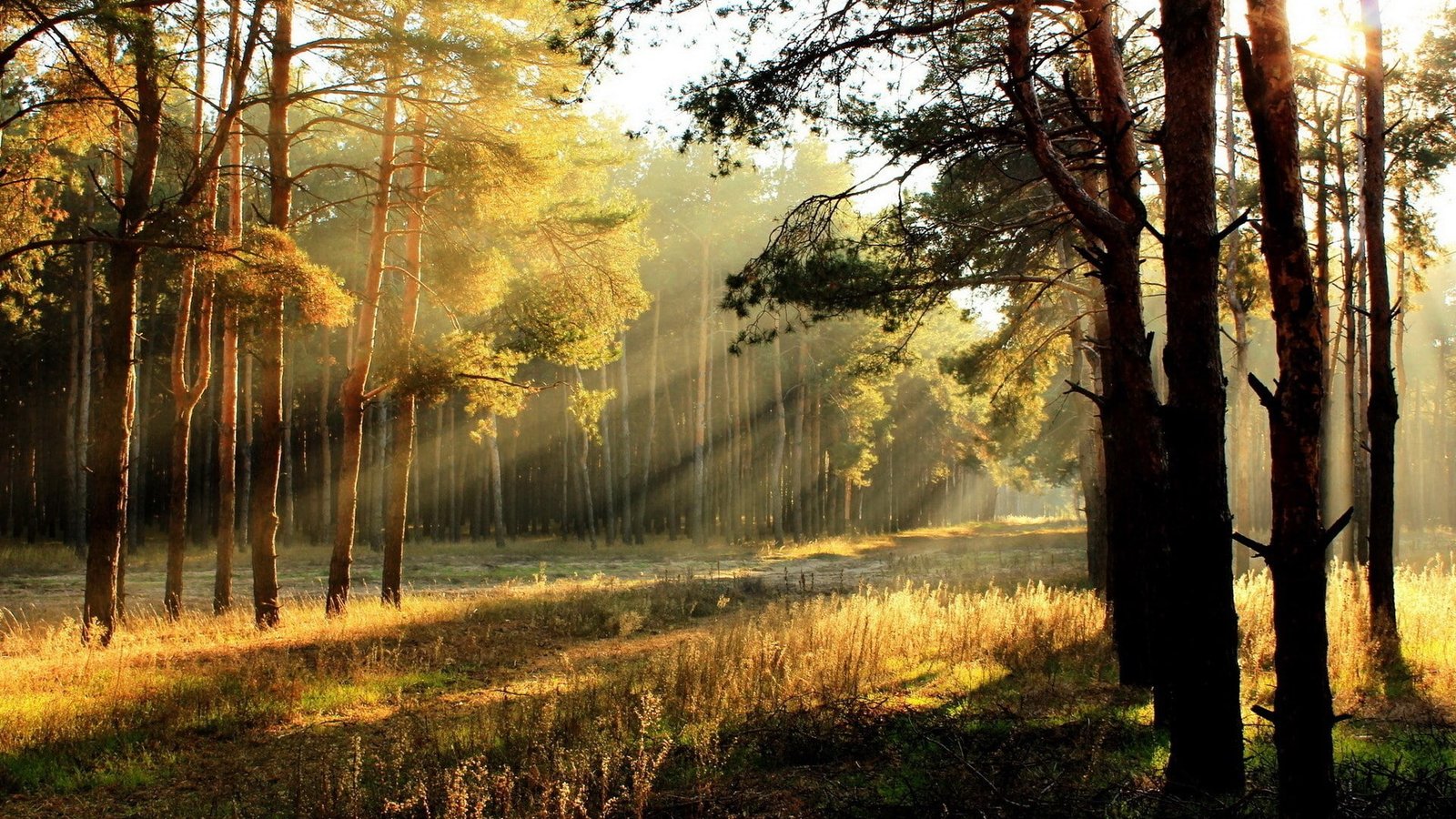 widescreen nature high resolution 2k