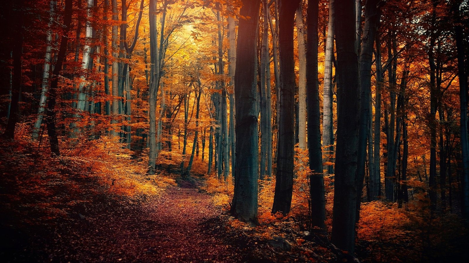 Autumn forest trees leaves yellow orange path nature scenery 2k