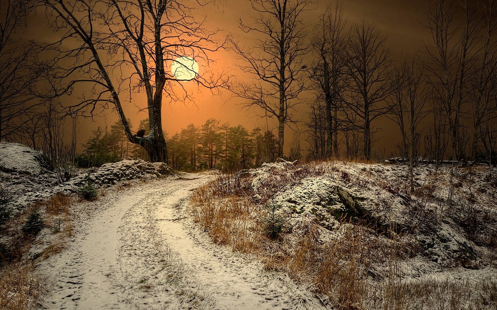 bare trees painting winter Sun Norway dirt road nature landscape 2k