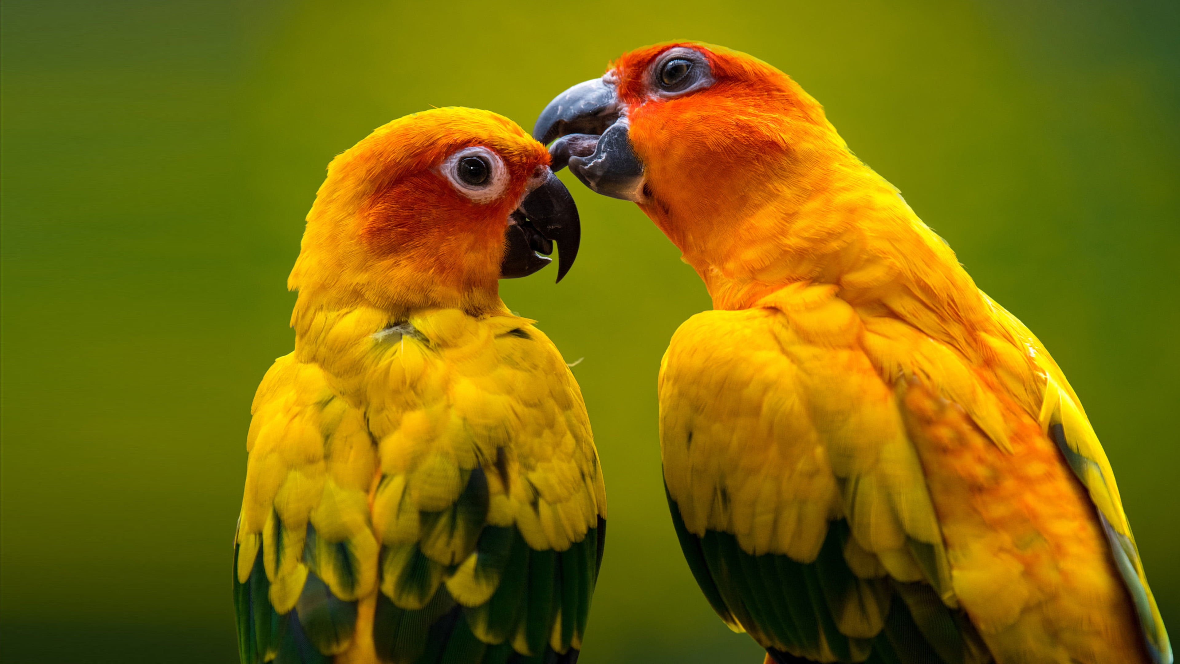 Bird Yellow Parrot With Green Wings And Red Head Ultra Hd Wallpapers For Desktop Mobile Phones Laptop 2k 4k