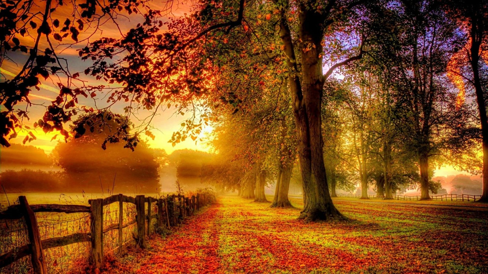fence nature autumn leaf fall deciduous sunlight tree 2k