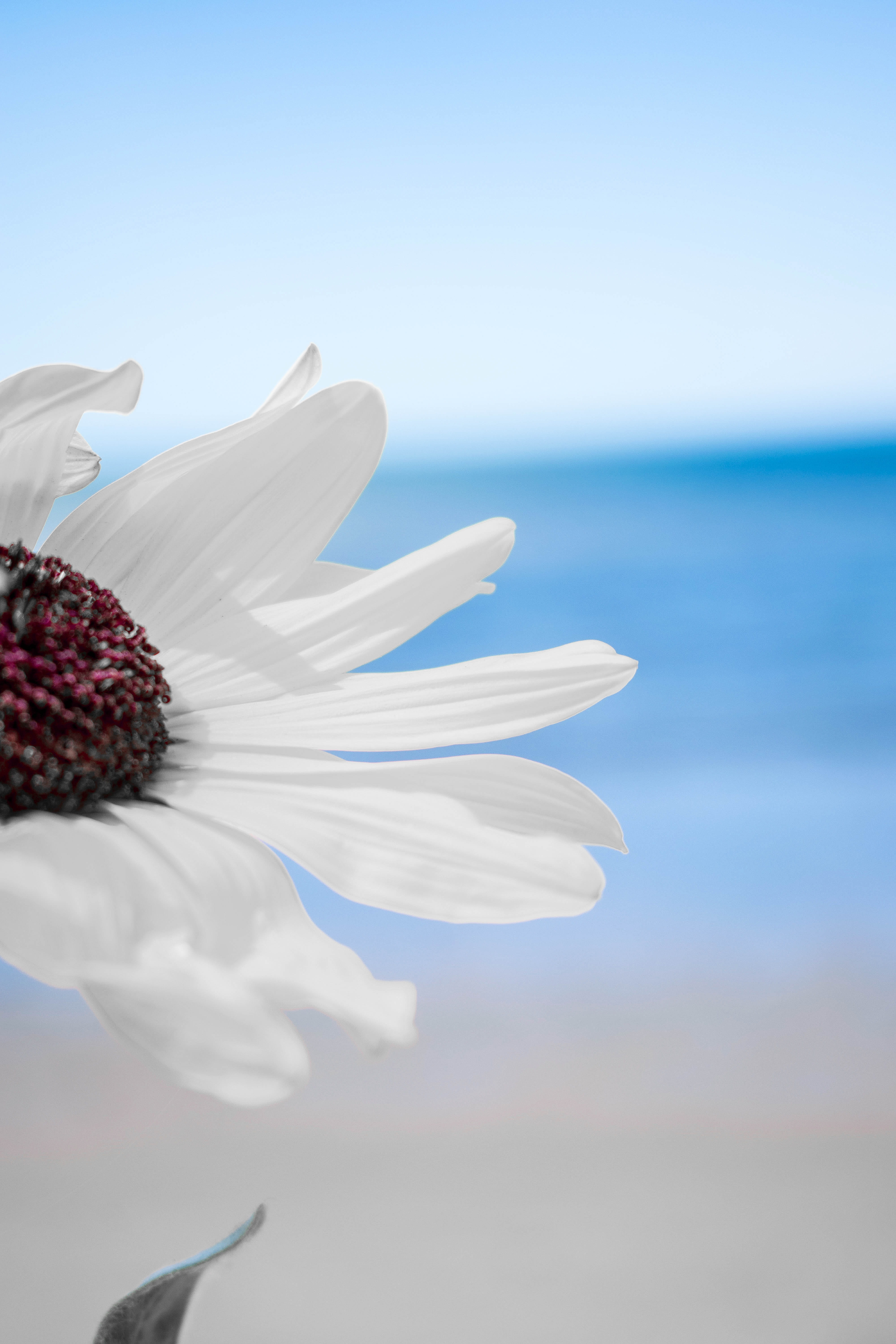 flowers beach white day blue sky lockscreen wallpaper 2k 4k