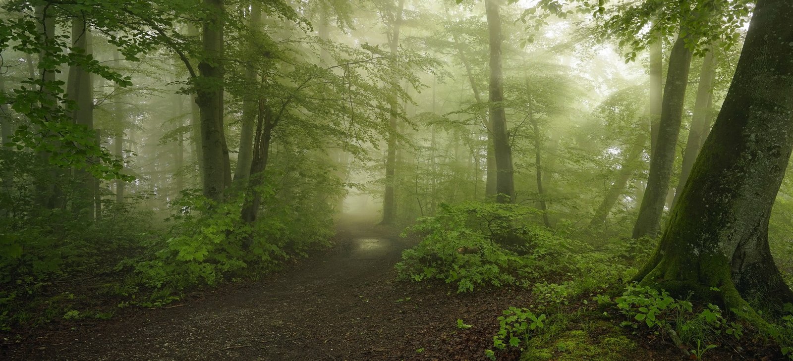 green forest path mist morning spring trees moss shrubs 2k
