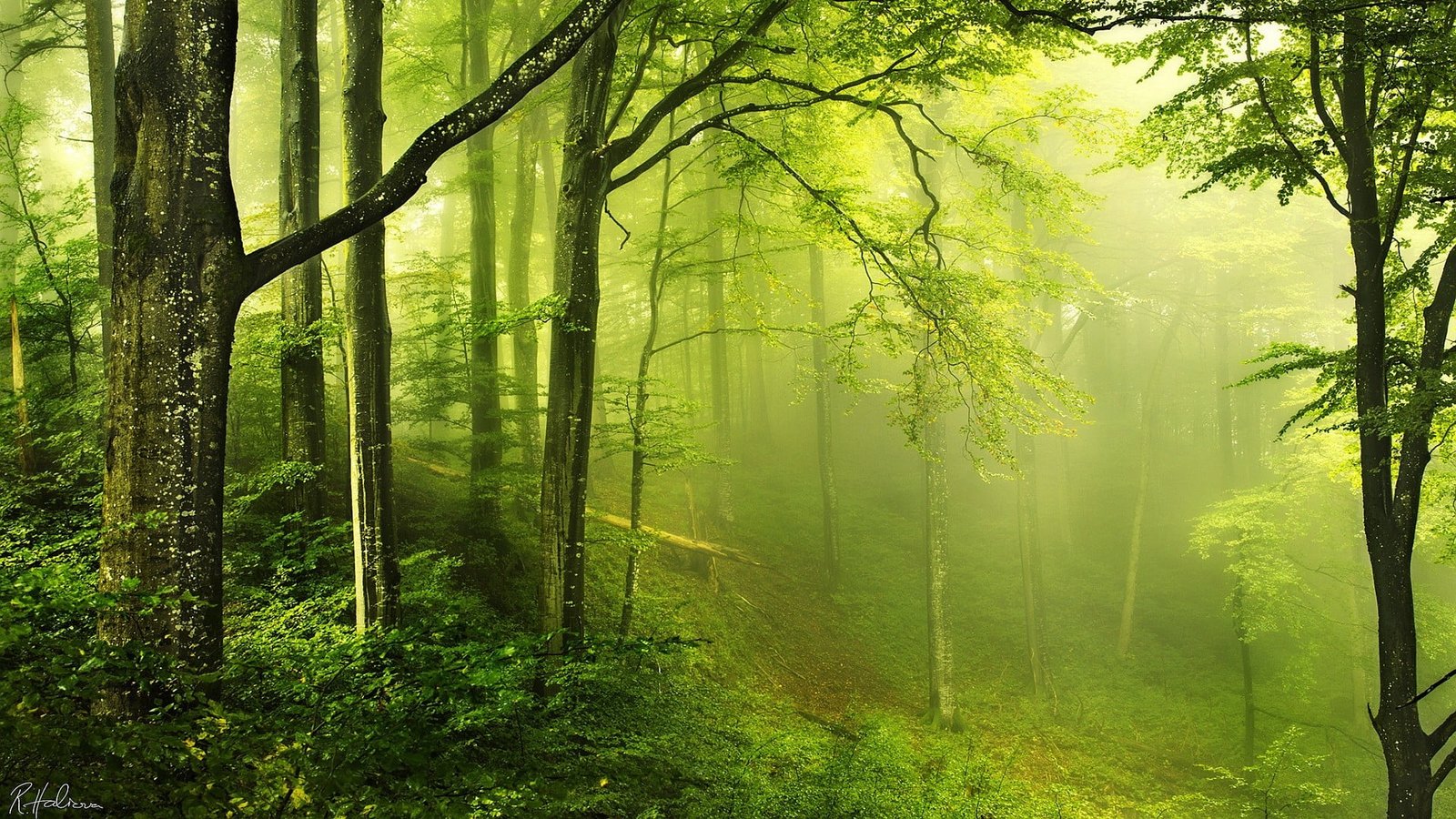 green leafed trees stand of during daytime nature landscape 2k