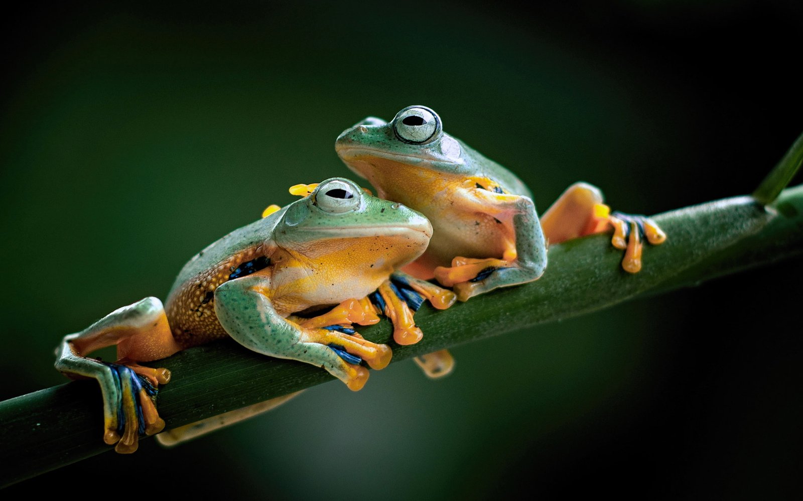 Javan Torrent Frog Huia Masonii Kind Of Endemic In The Family Ranidae Java Indonesia Ultra Hd Wallpapers For Desktop Mobile Phones And Laptop 2k 4k