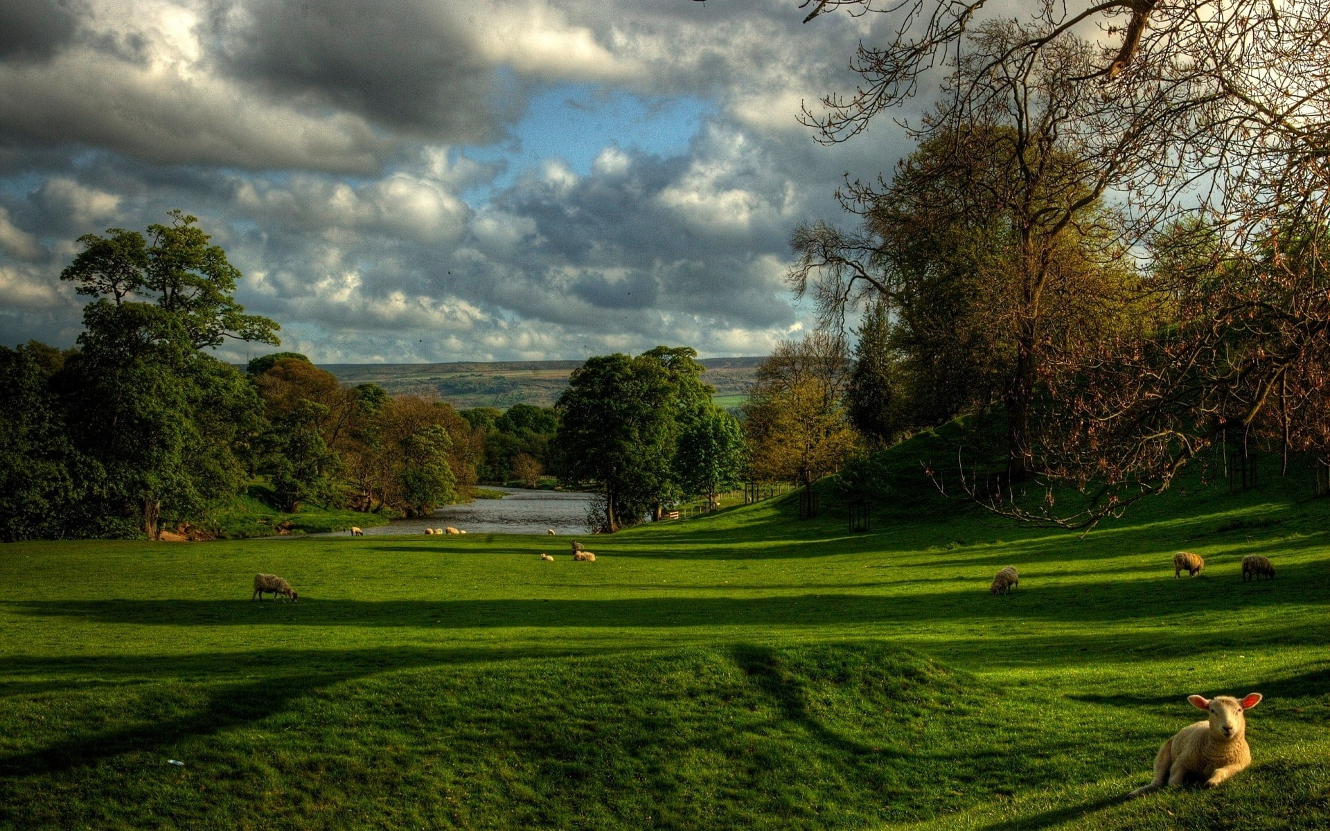 nature high resolution tree plant cloud sky 2k