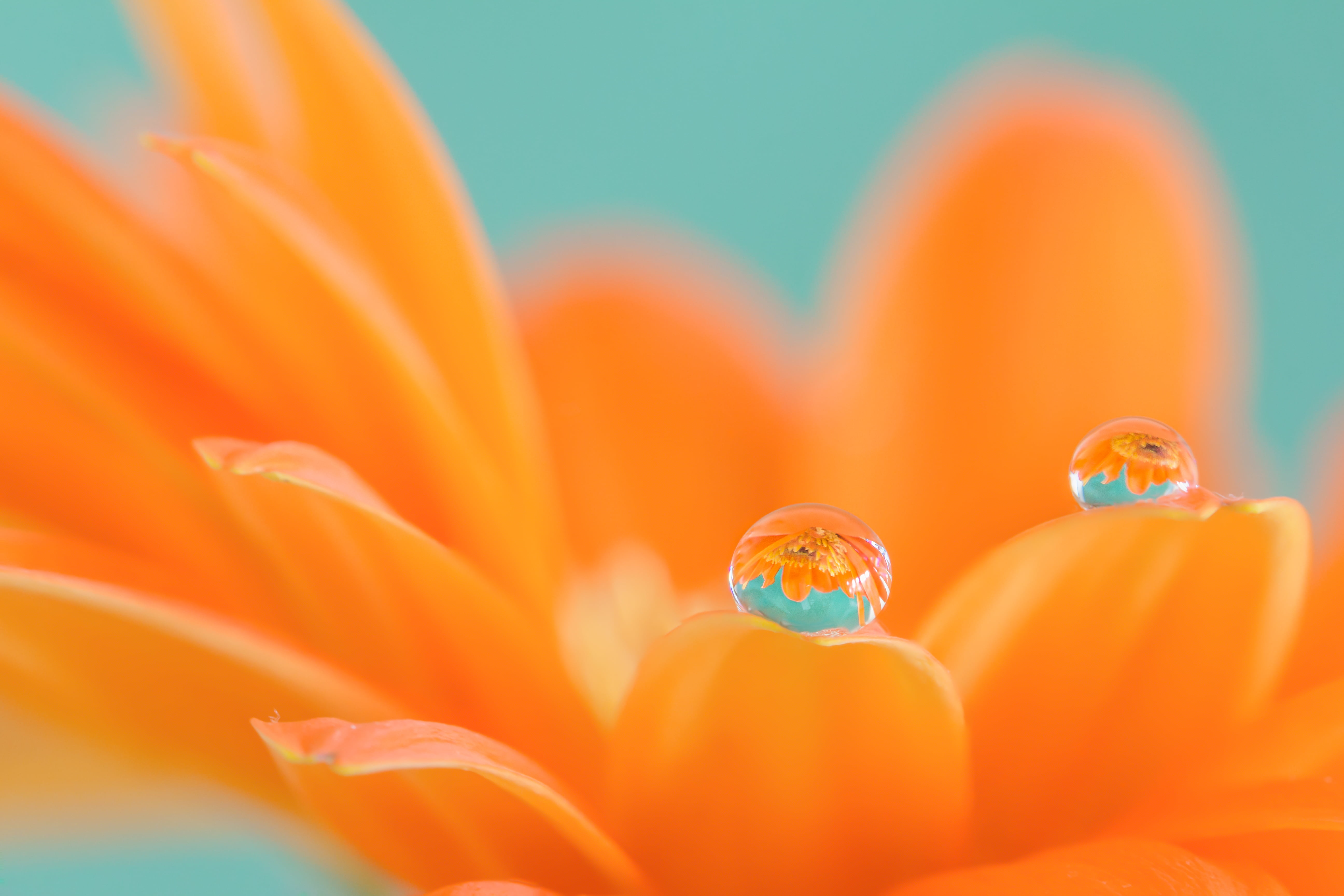 orange Daisy flower in bloom with dew drop gerbera 2k 4k 5k