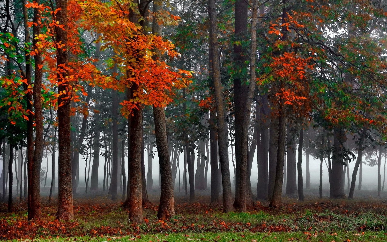 orange and green leaf trees in mist nature forest wood 2k