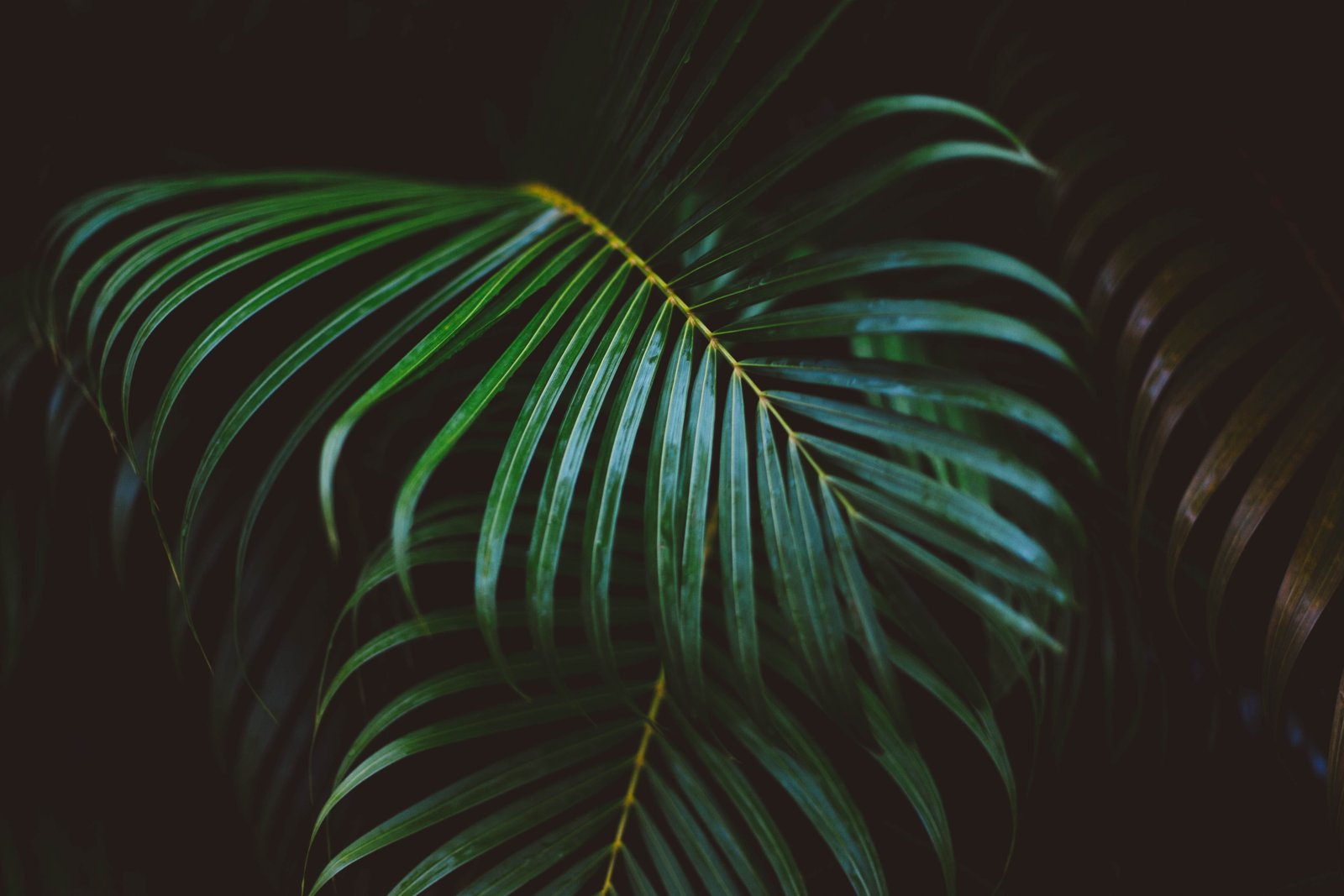 palm plant leaf frond green leaves nature tree 2k 4k 5k