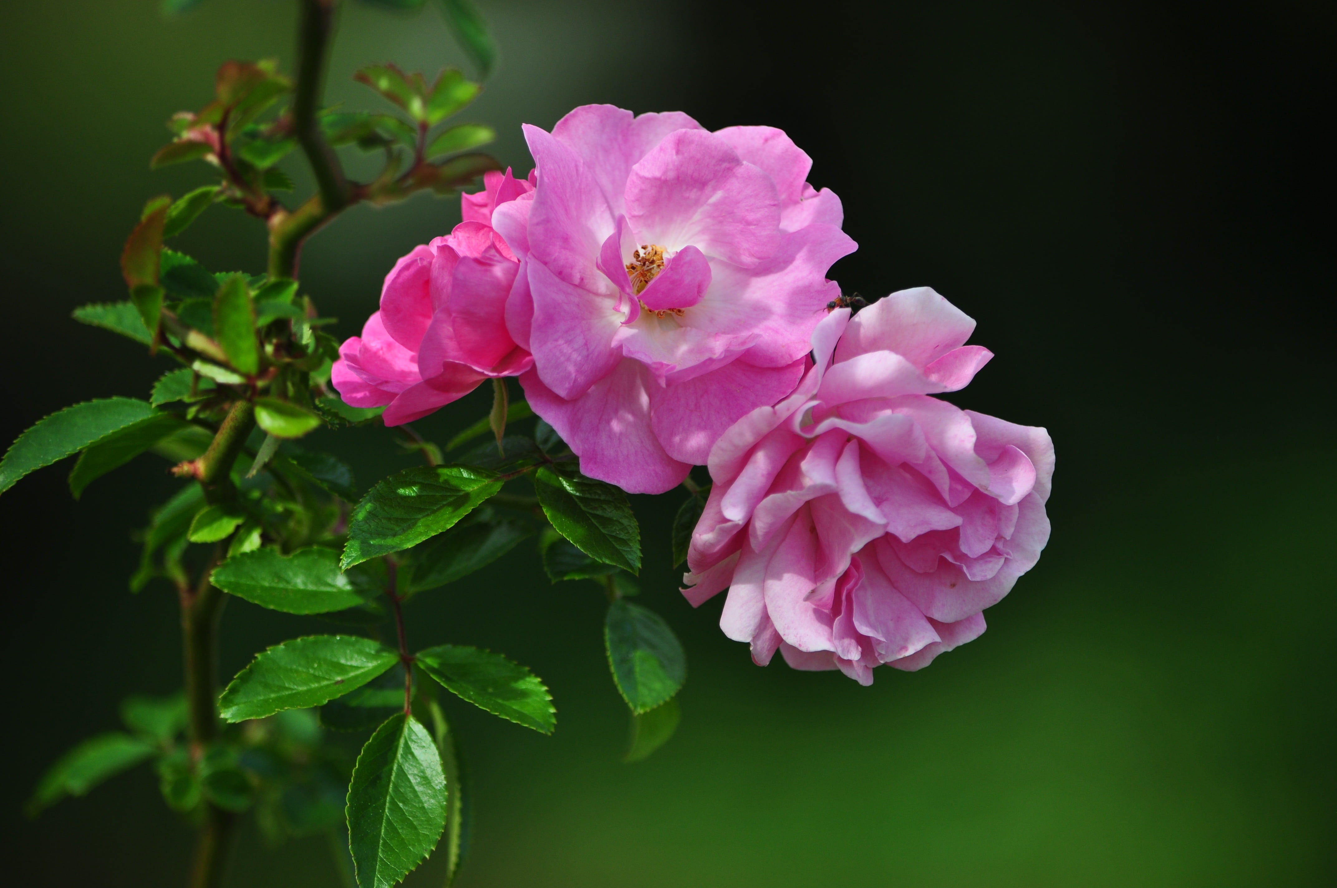 shallow focus of pink flowers roses nature gardens peaceful 2k 4k