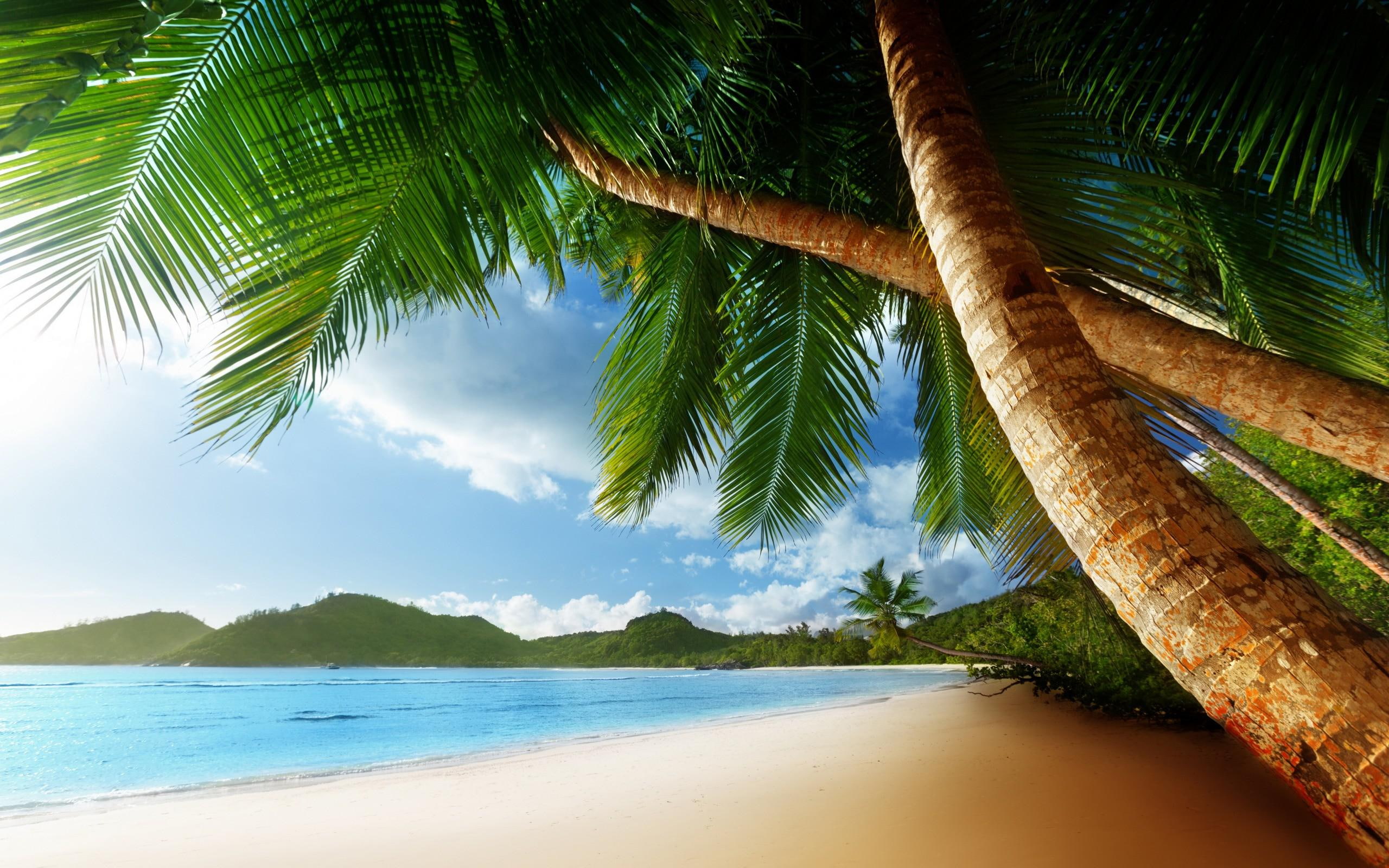 Tropical Palm Trees Beach Ocean HD Desktop beaches 2k