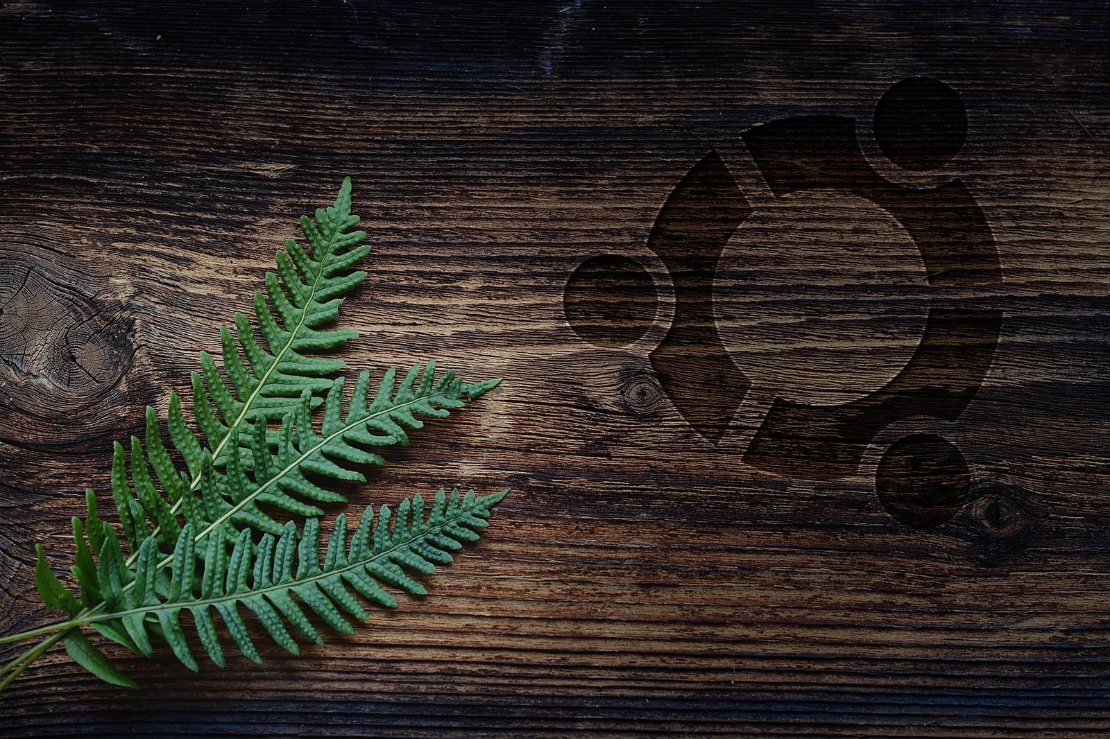 Ubuntu wood leaves table nature Linux 2k