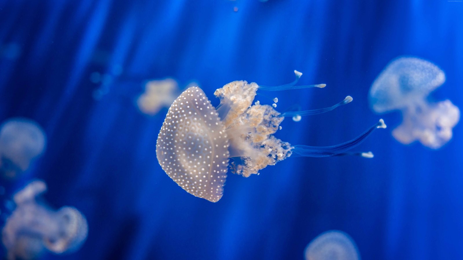 water Genoa Aquarium Sea Nettle Jellyfish tourism 2k 4k 5k