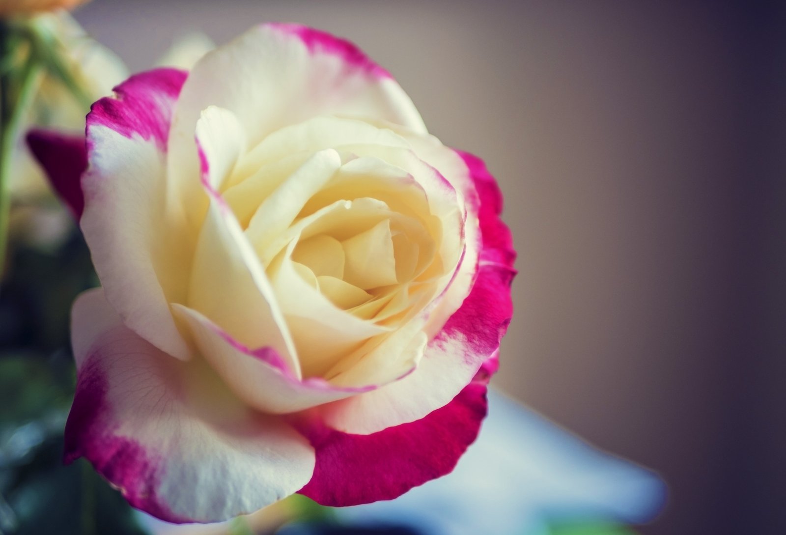 white and pink rose flower in closeup photo macro red yellow 2k 4k 5k