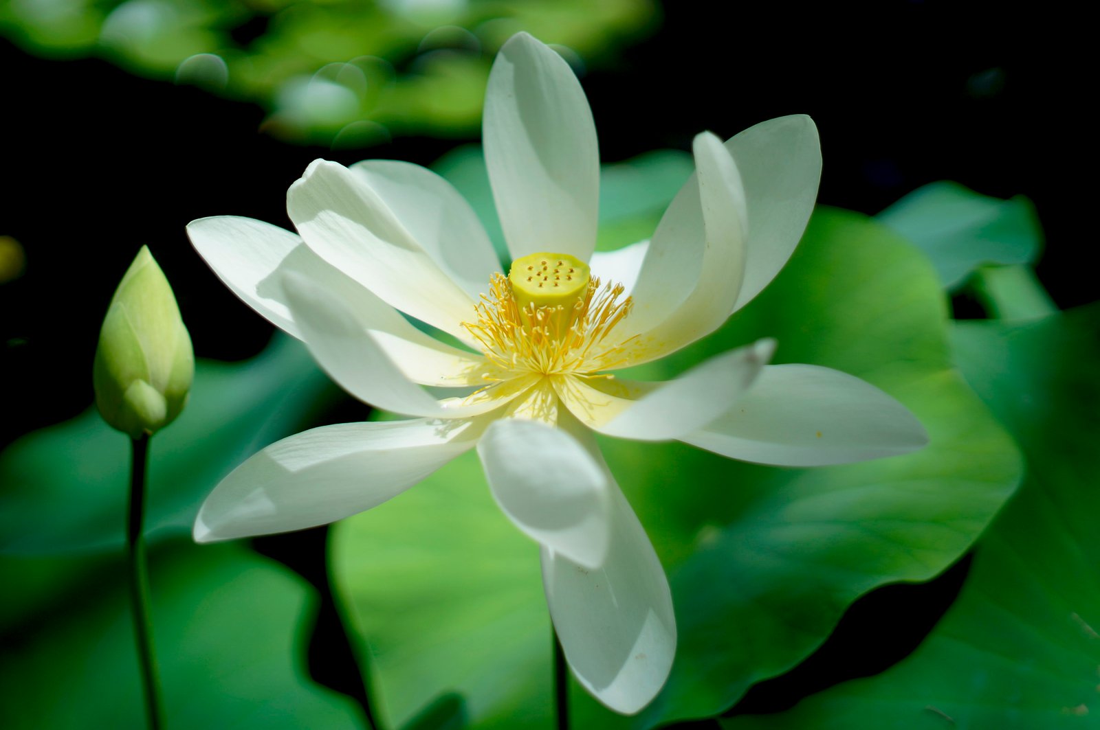 white petaled flower lotus blossom 2k 4k 5k