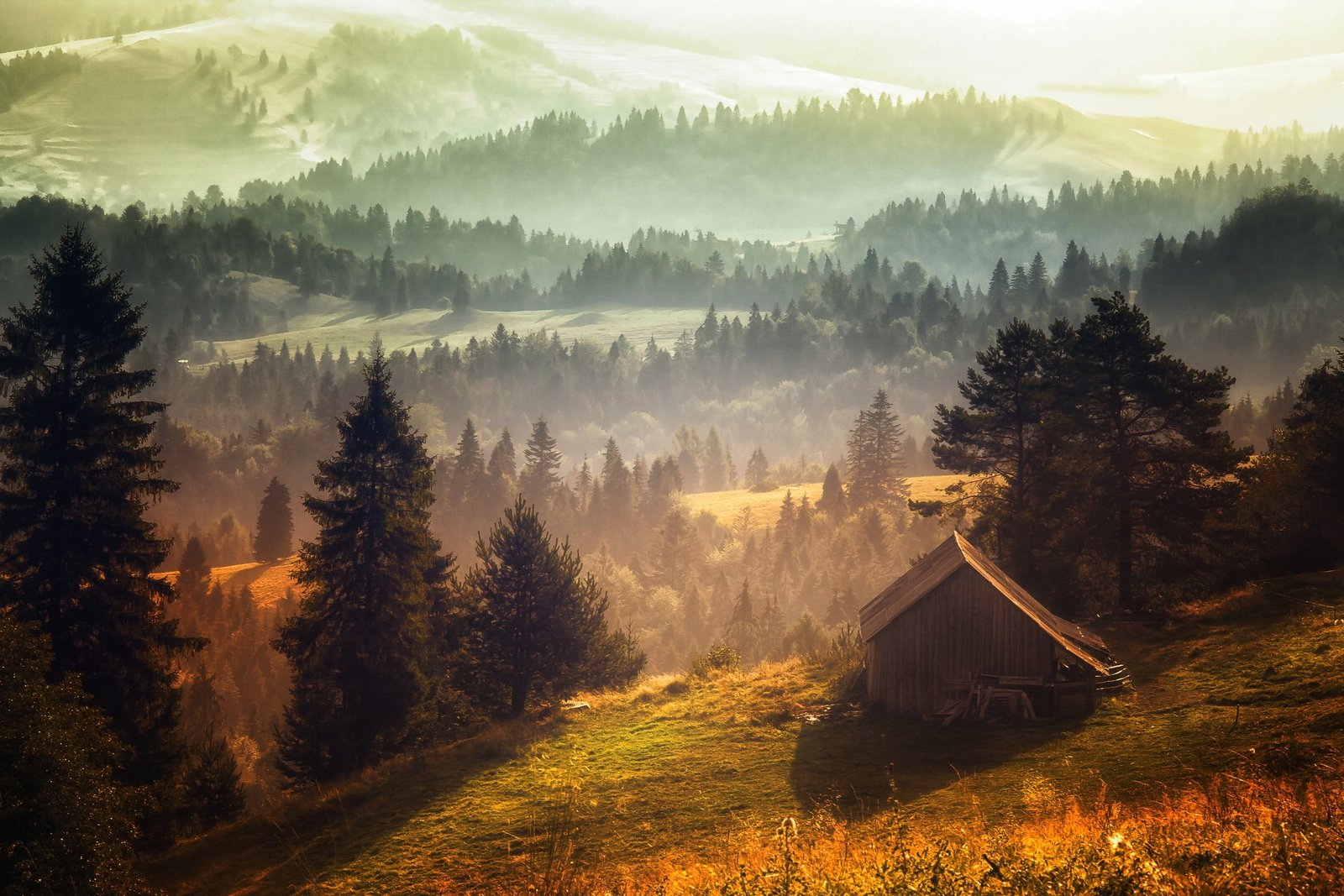 green leaf tree nature landscape mist forest cabin hills 2k